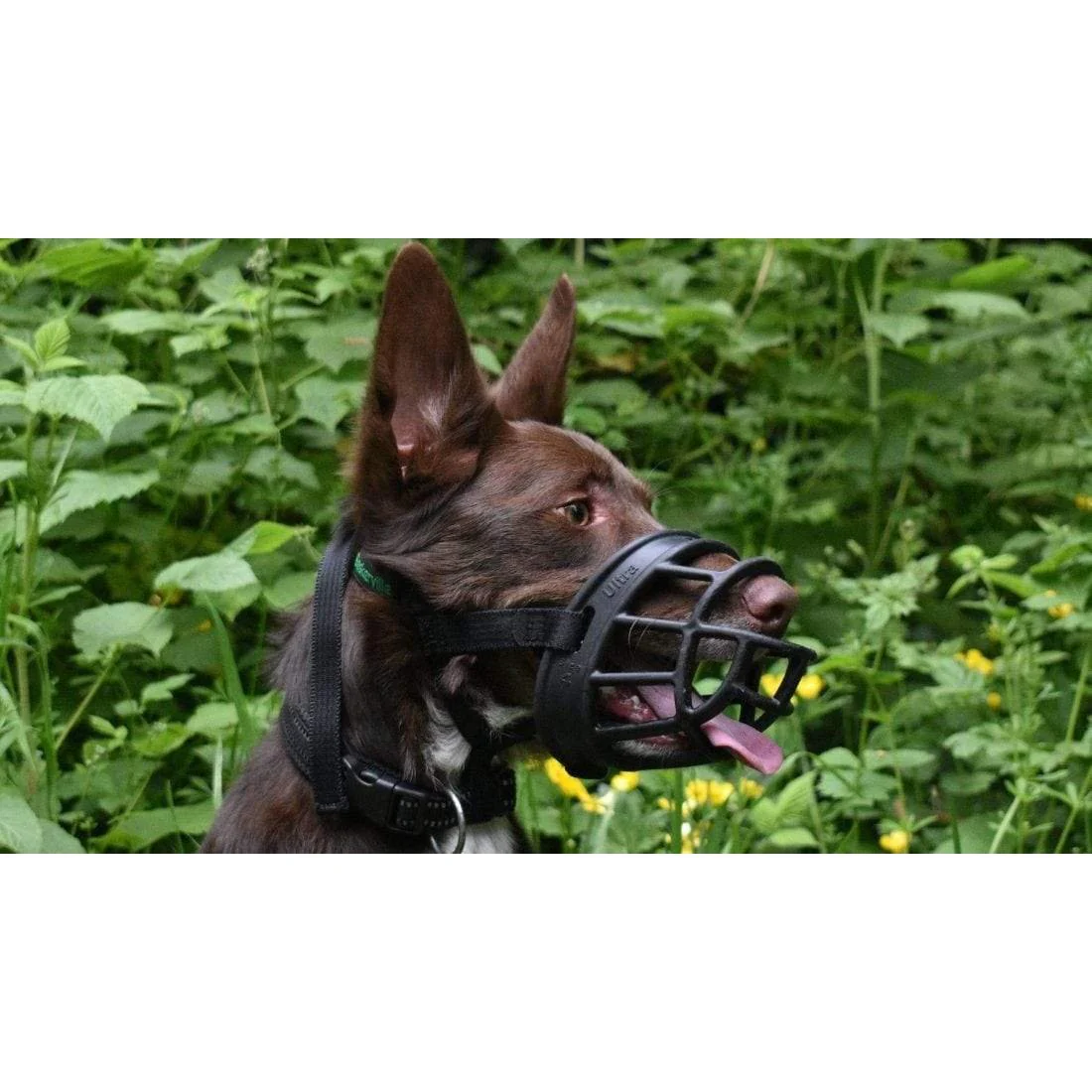 Company of Animals Baskerville Ultra Dog Muzzle Size 5 - Image 6