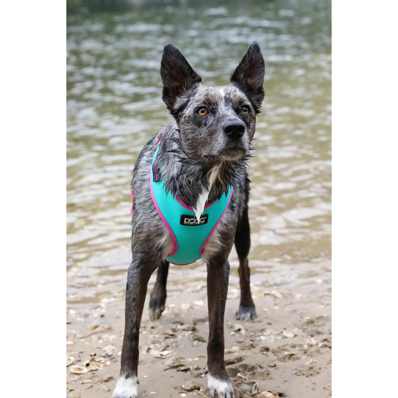 DOOG Neoflex Neoprene Rin Tin Tin Neon Teal and Pink Dog Harness Large - Image 5