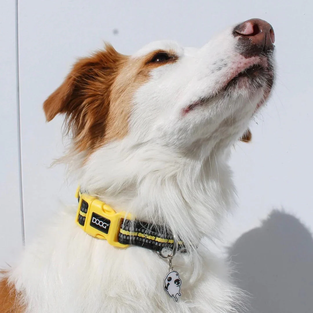 DOOG Neoprene Bolt Neon Black and Yellow Dog Collar Large - Image 2