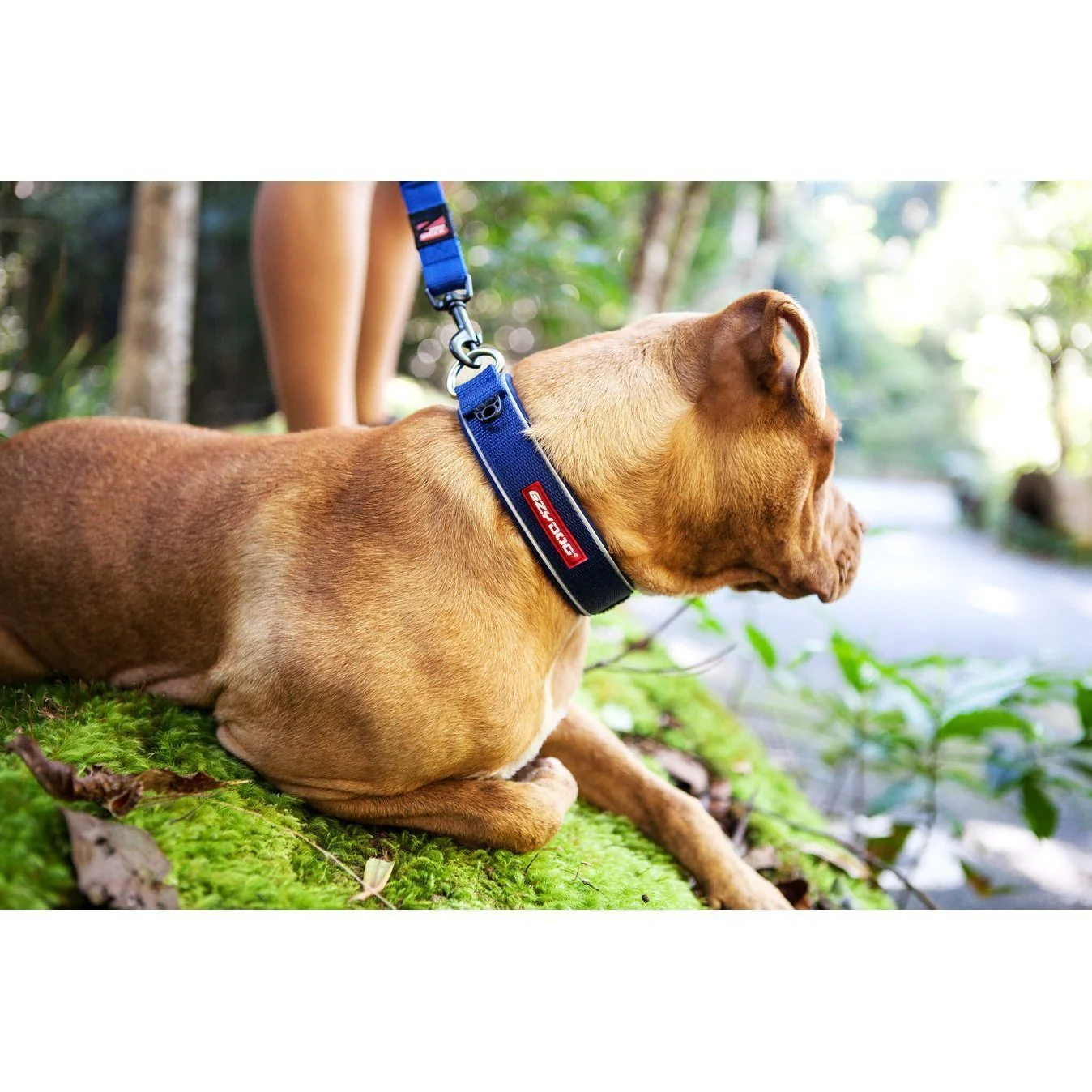 Ezydog Classic Dog Collar Large Black - Image 2