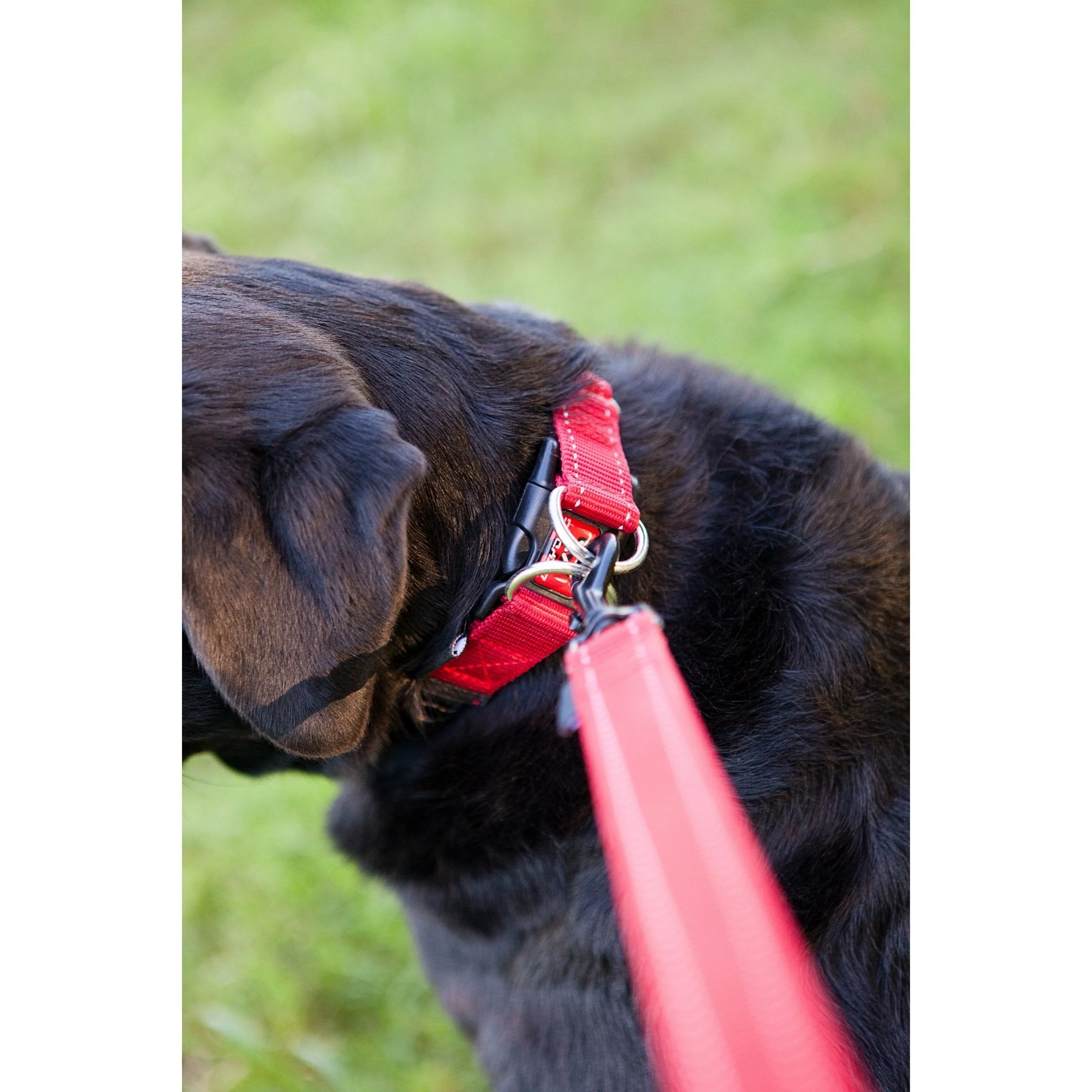 EzyDog Double Up Dog Collar Black Medium - Image 2