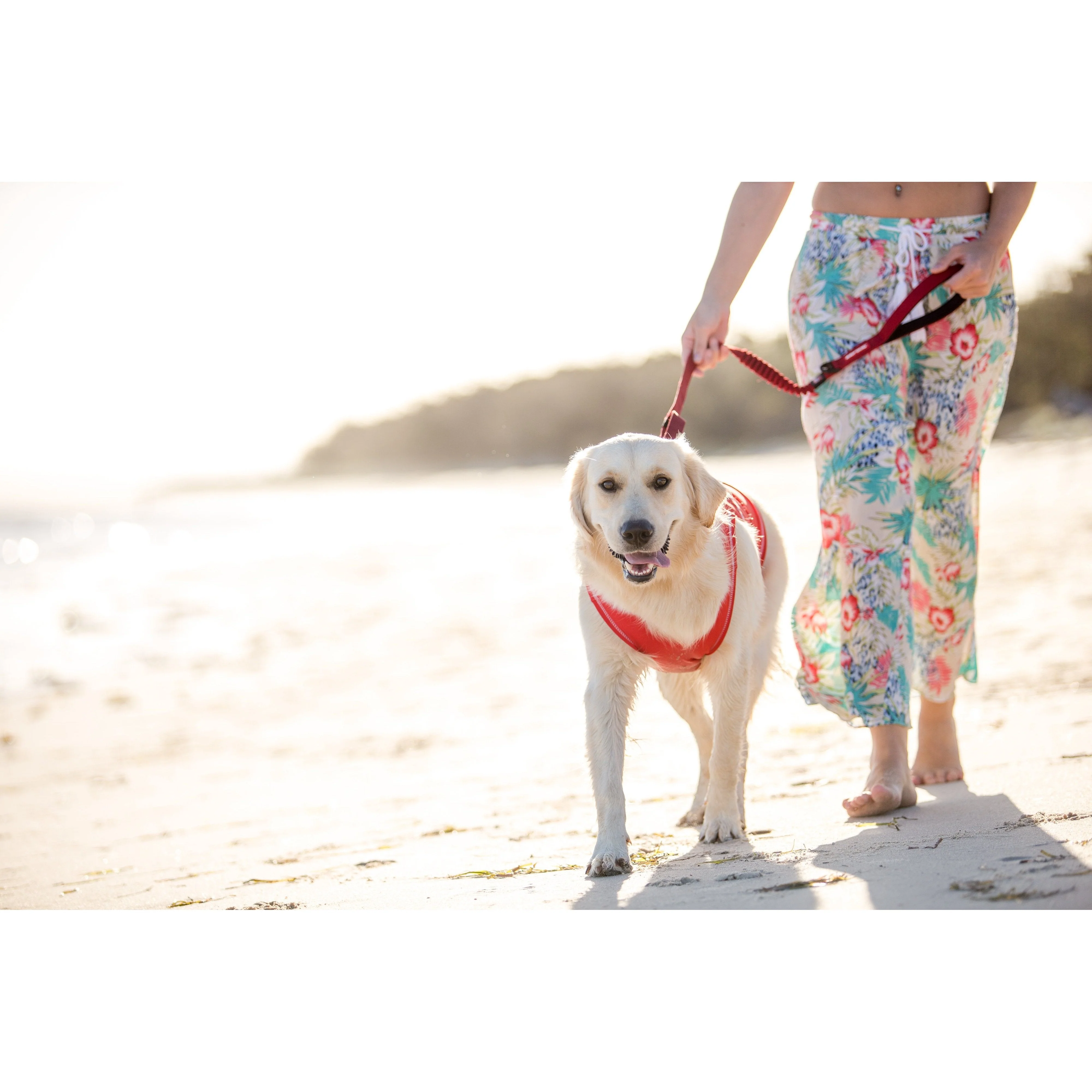 Ezydog Zero Shock Dog Leash 48 Blue - Image 5