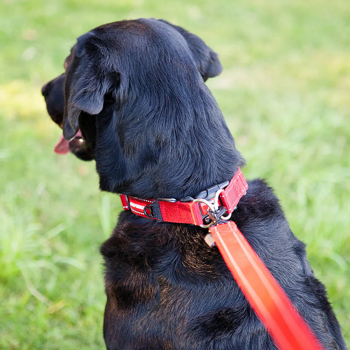 EzyDog Double Up Dog Collar Red Small - Image 5