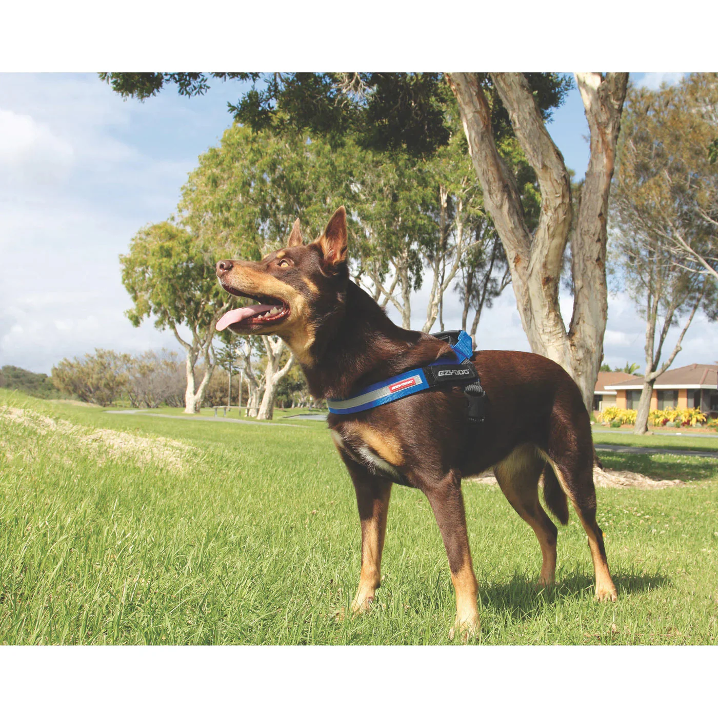 EzyDog Express Red Dog Harness Extra Extra Small - Image 4