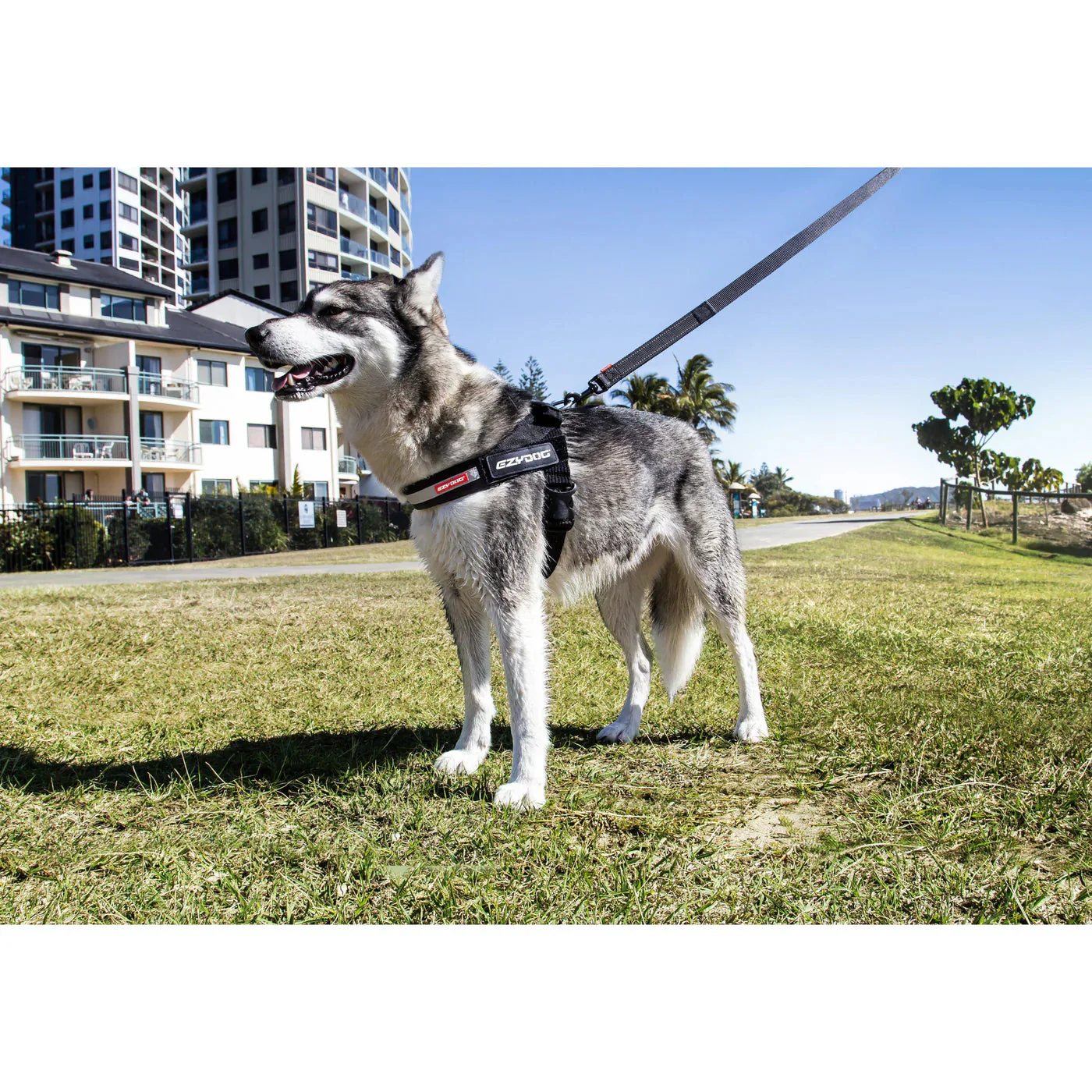 EzyDog Express Red Dog Harness Extra Extra Small - Image 5