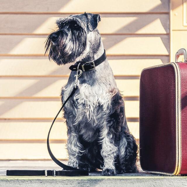 EzyDog Oxford Leather Lite Lead for Small Dogs Black - Image 3