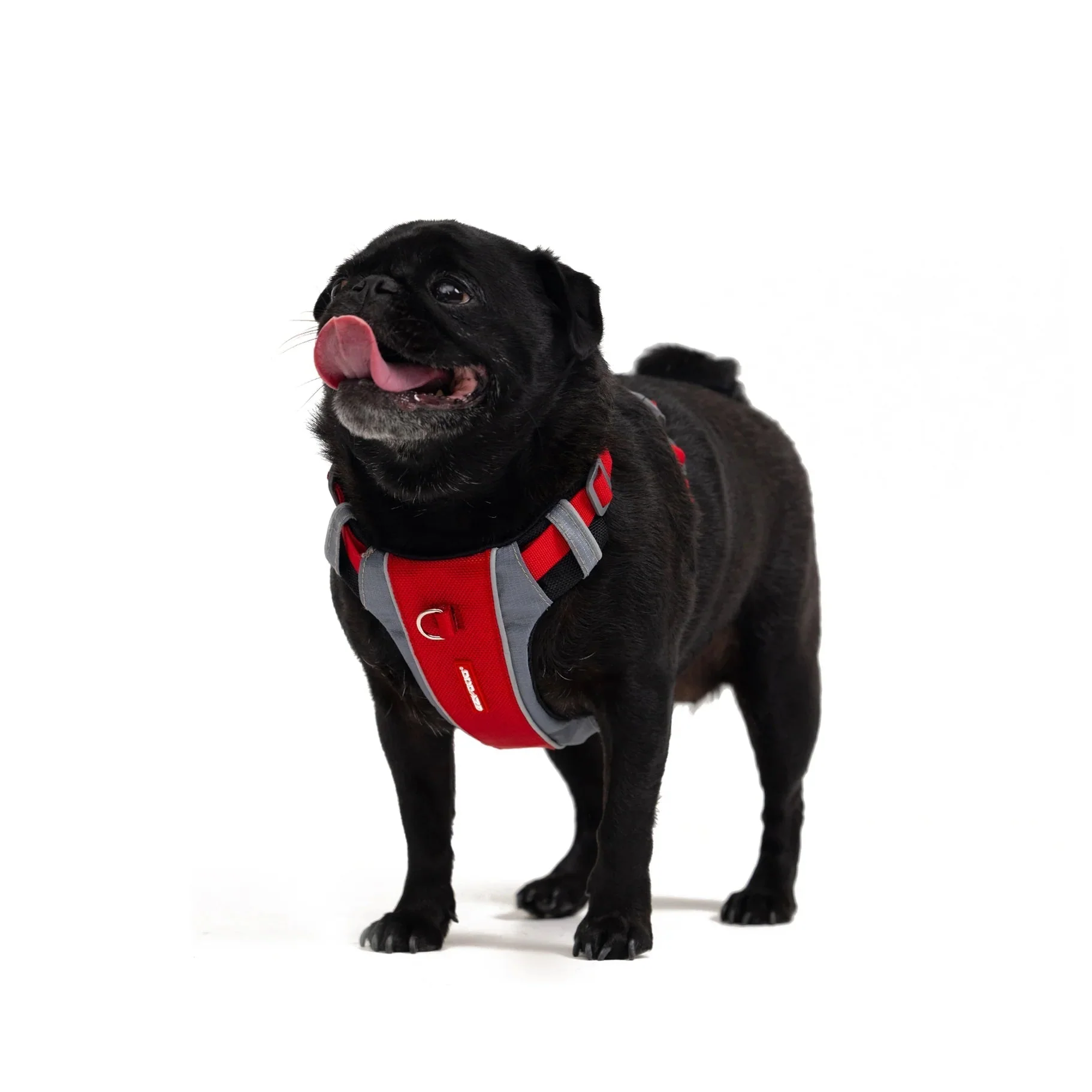EzyDog X Link Black Dog Harness Large - Image 6