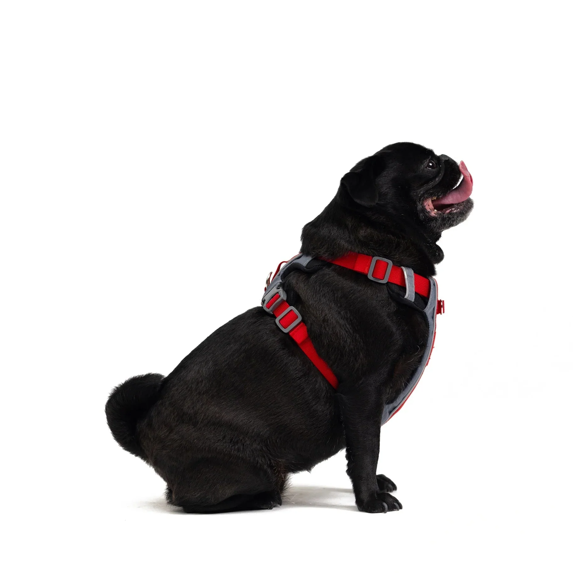 EzyDog X Link Black Dog Harness Medium - Image 3