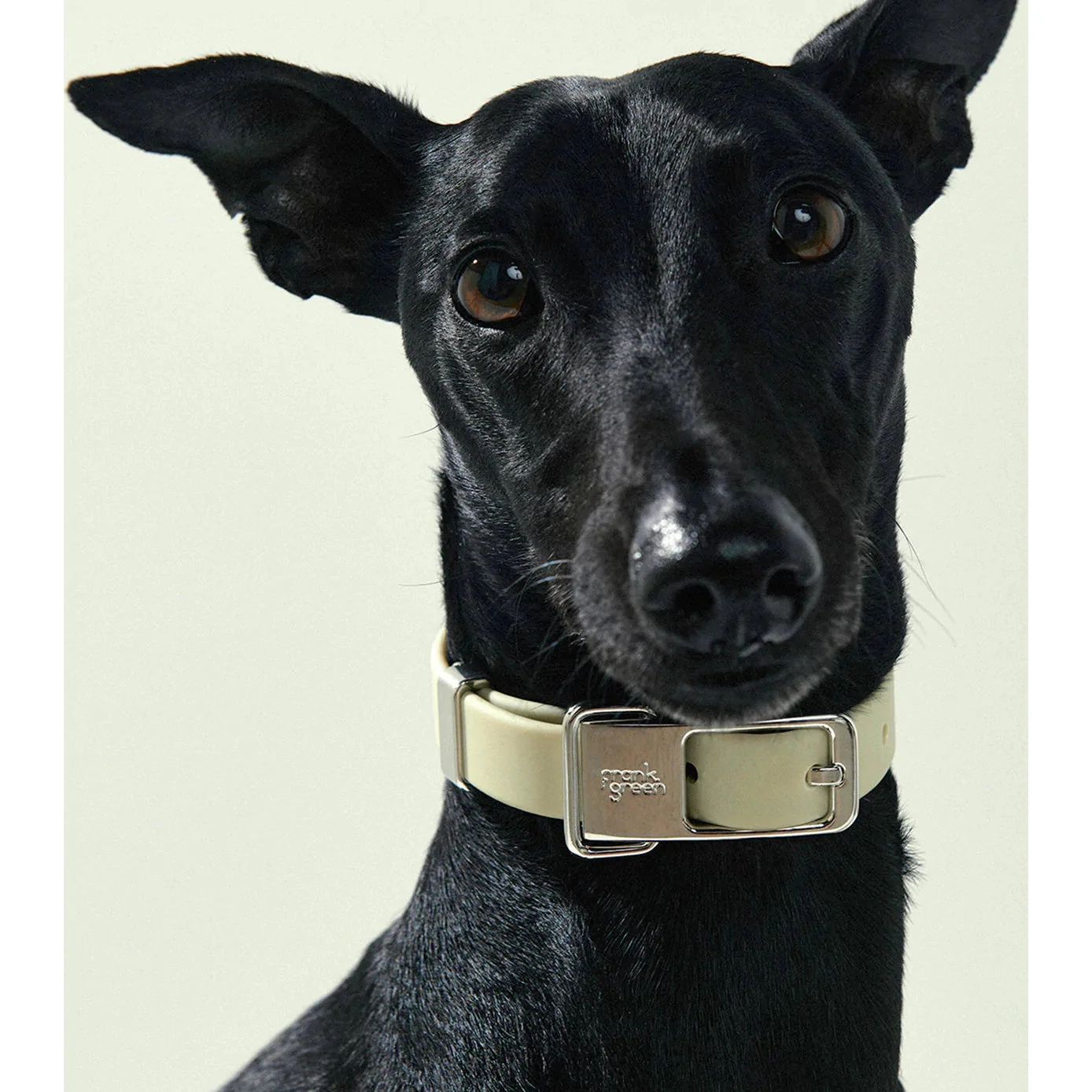 frank green Midnight Dog Collar and Tag Small - Image 3