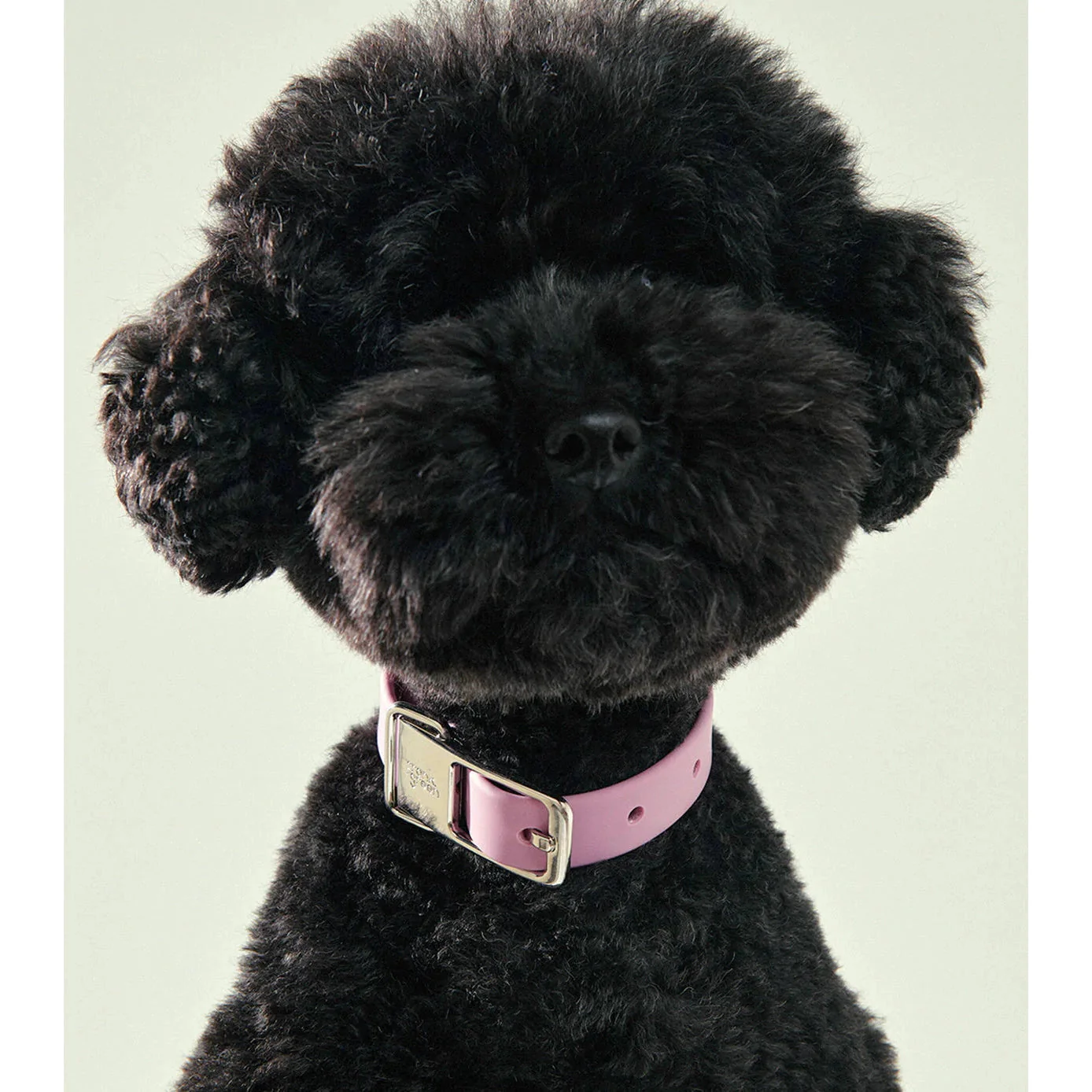 frank green Midnight Dog Collar and Tag Small - Image 4