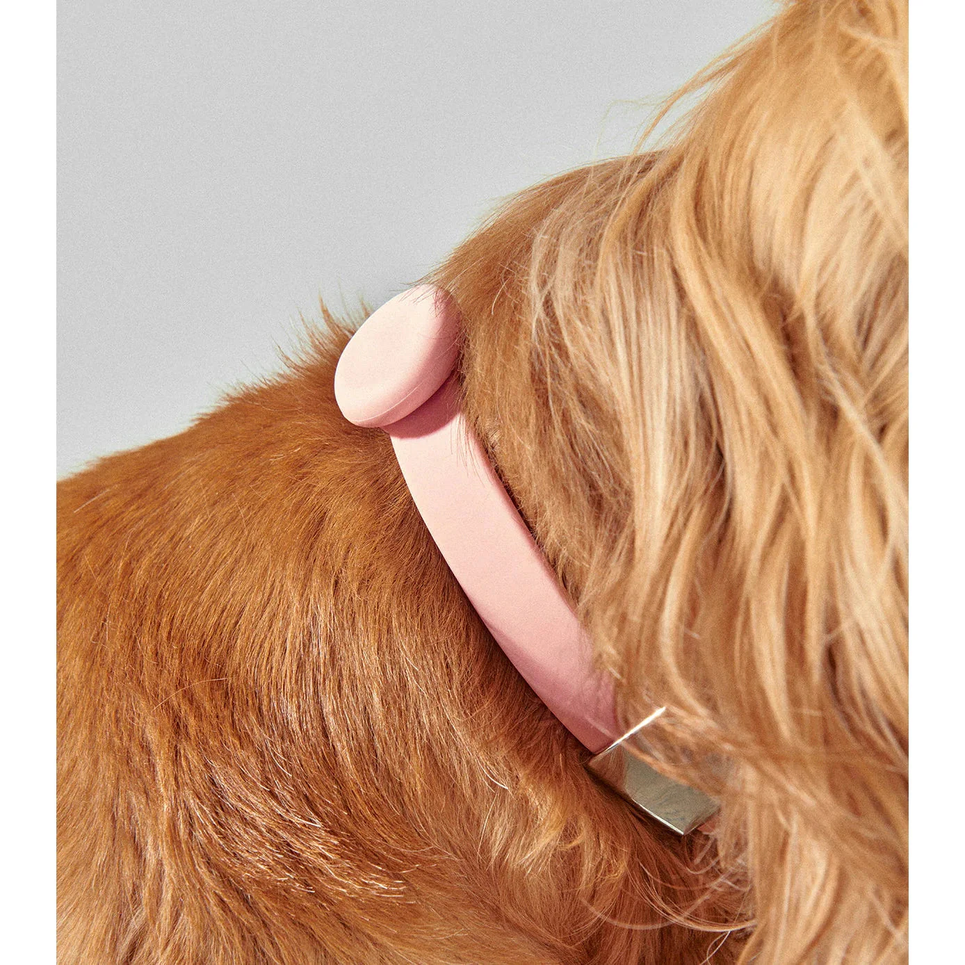 frank green Midnight Dog Safety Light Medium - Image 3