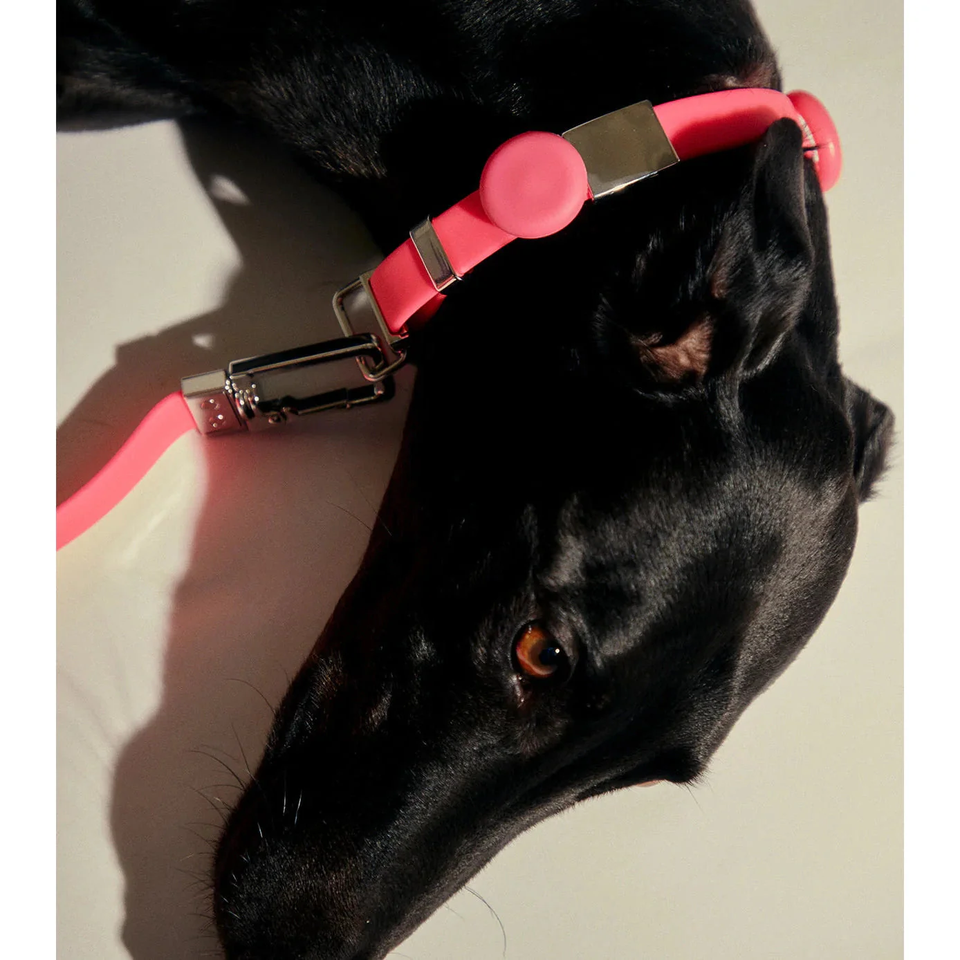 frank green Midnight Dog Safety Light Medium - Image 4