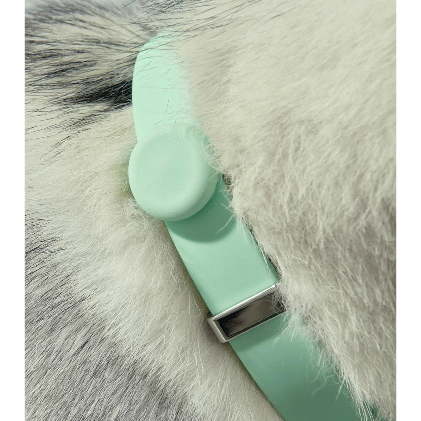 frank green Midnight Dog Safety Light Medium - Image 5
