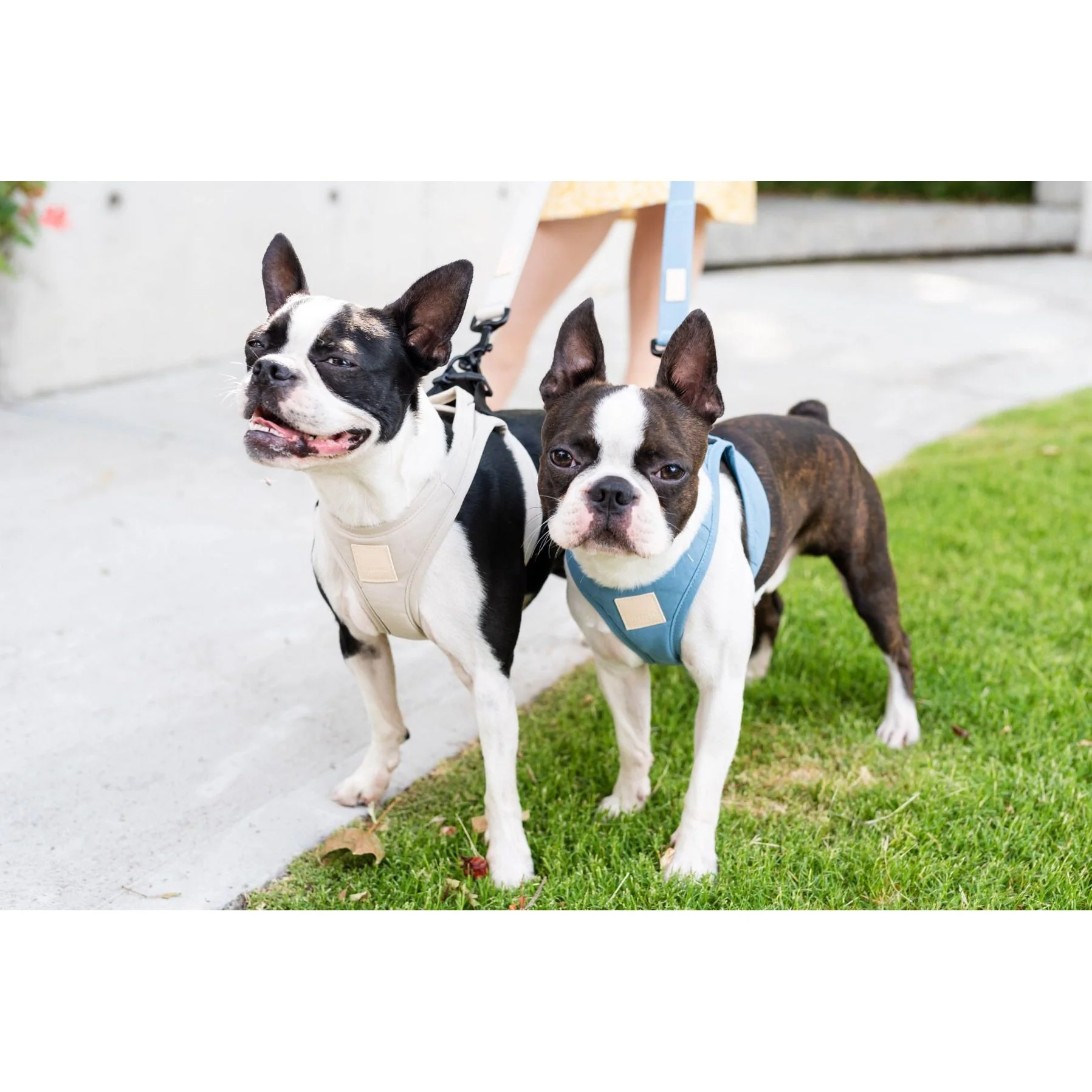 FuzzYard Life Step In Dog Harness French Blue Large - Image 3
