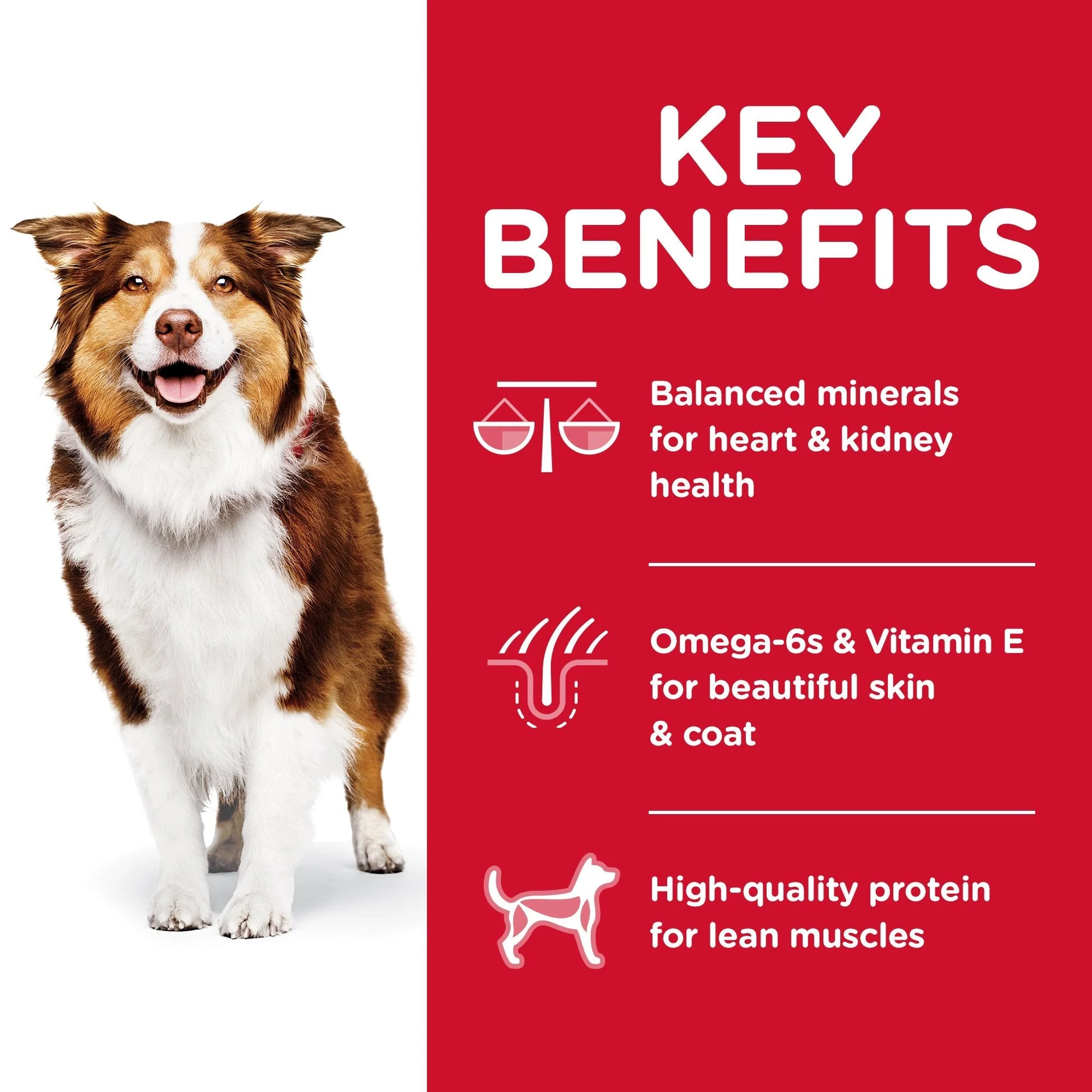 Hills Science Diet Senior Adult 7+ Dry Dog Food 12kg - Image 3