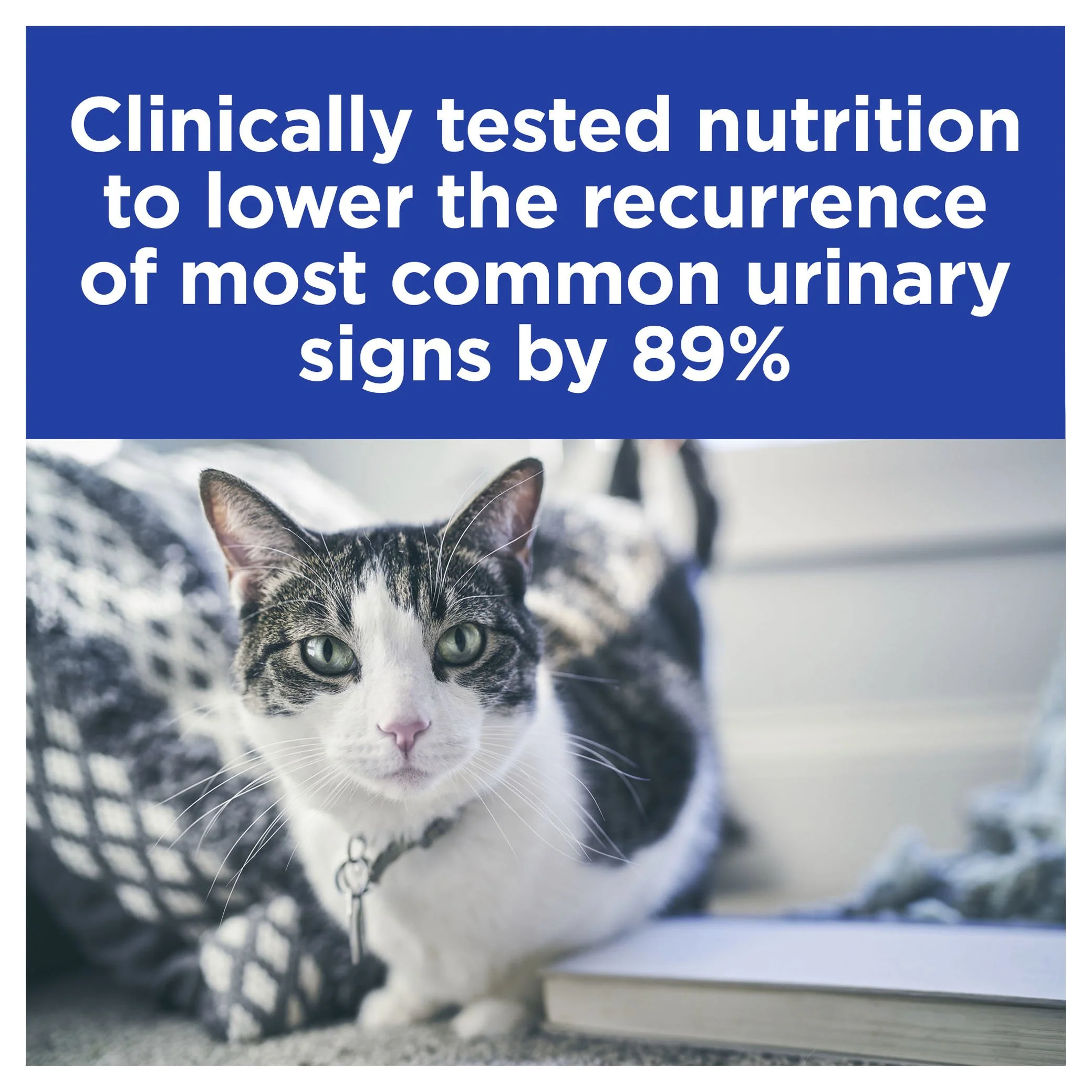 Hills Prescription Diet Cat c/d Multicare Urinary Care Stress Chicken and Vegetable Stew Wet Food 82g x 24 - Image 4