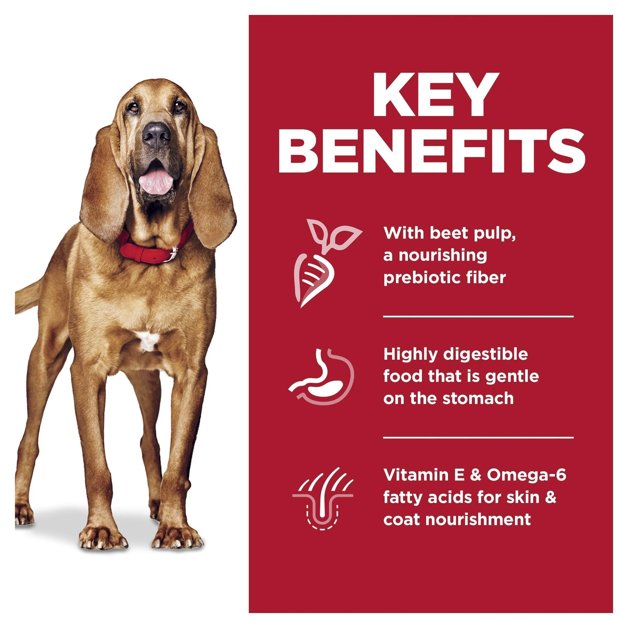 Hills Science Diet Sensitive Stomach and Skin Large Breed Chicken Dry Dog Food 13.6kg - Image 4