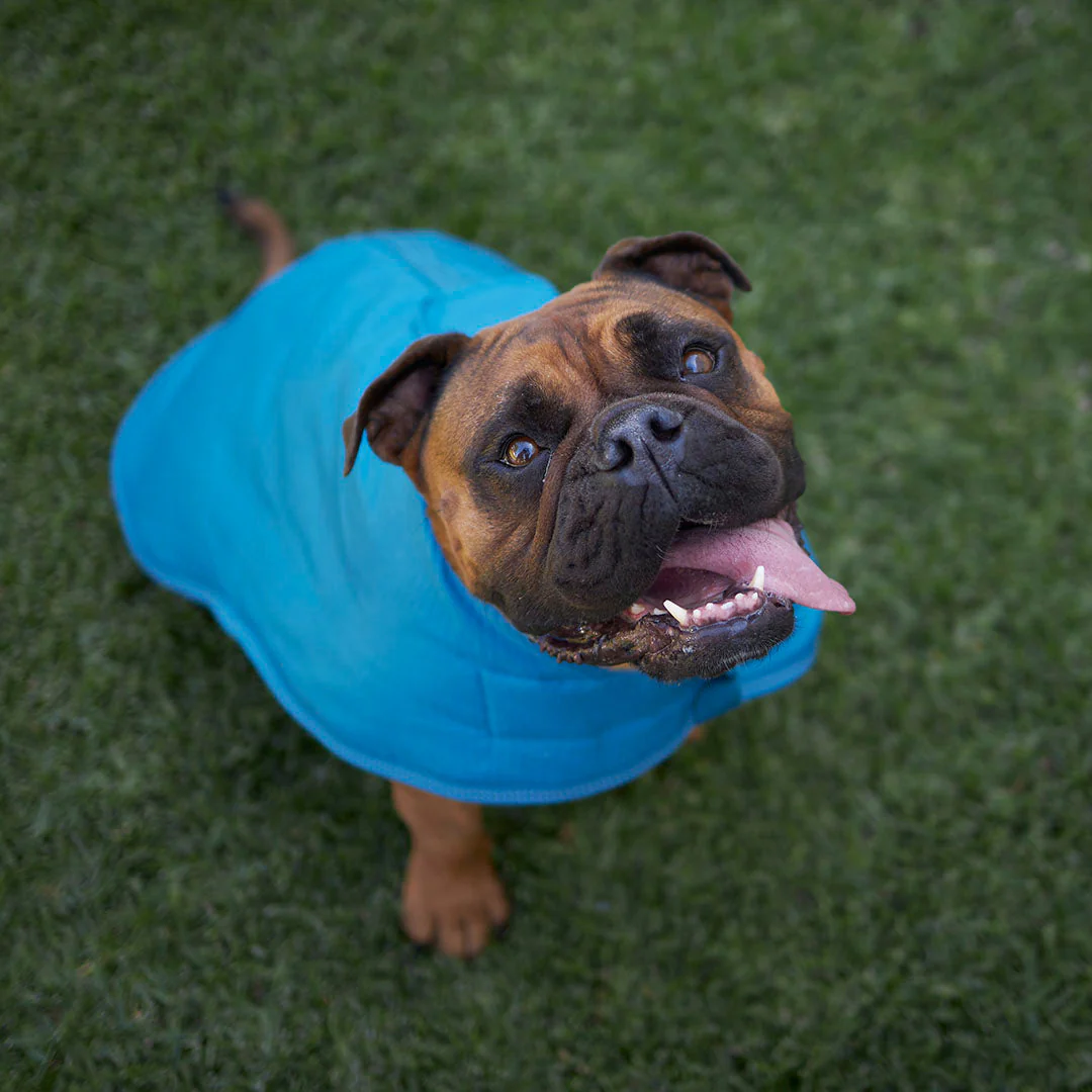 Kazoo Apparel Adventure Coat with Harness Hatch Blue Extra Large 66cm - Image 4