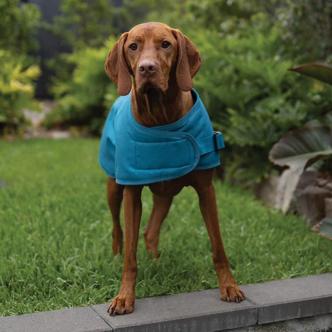 Kazoo Apparel Adventure Coat with Harness Hatch Blue Small 40cm - Image 6