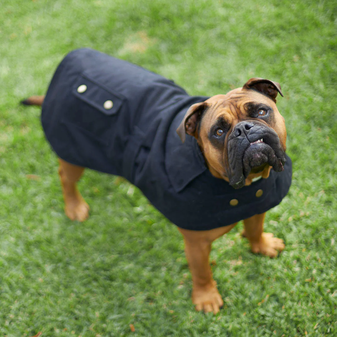 Kazoo Apparel Oilskin Dog Coat Black Extra Small 33.5cm - Image 3