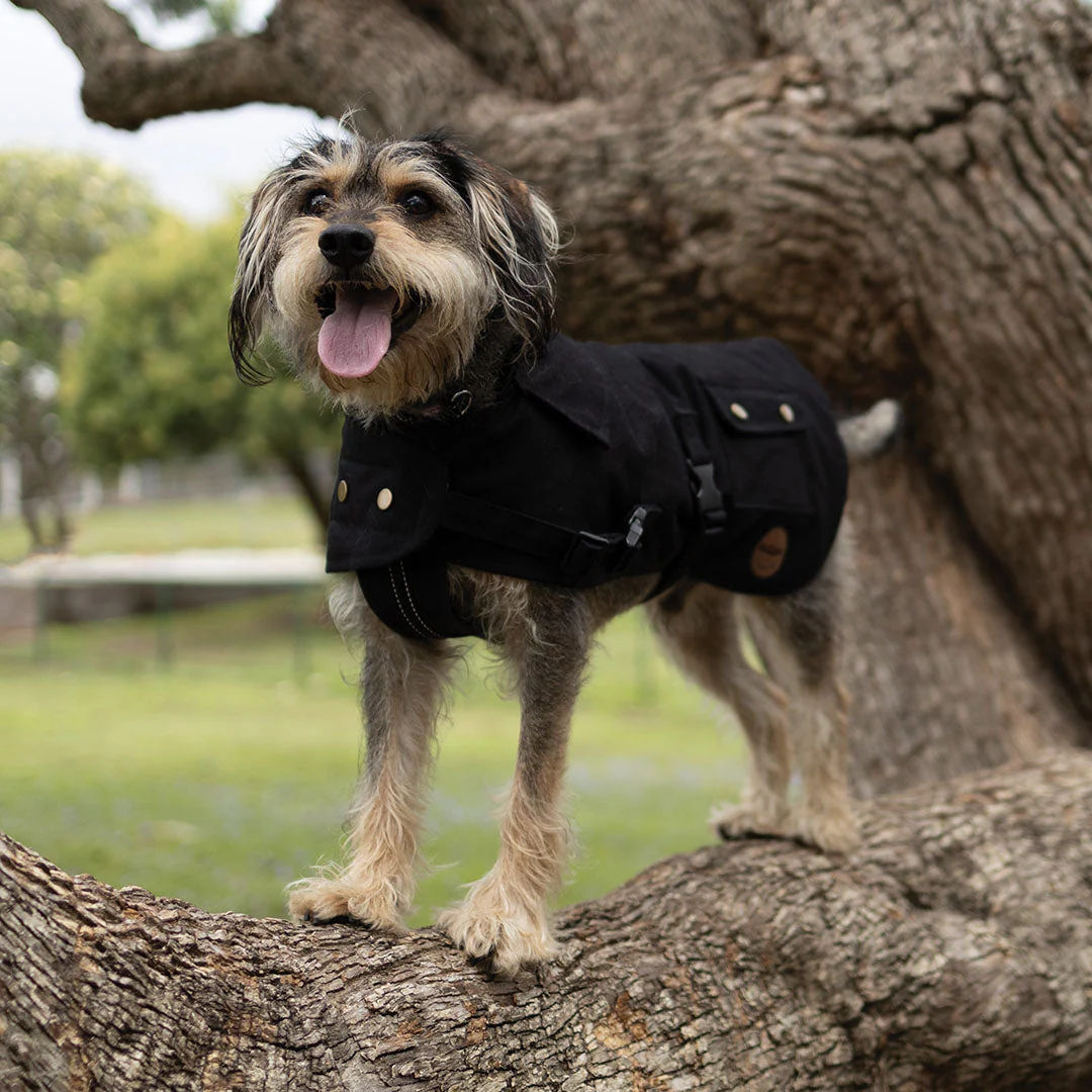 Kazoo Apparel Oilskin Dog Coat Black Intermediate 53cm - Image 5