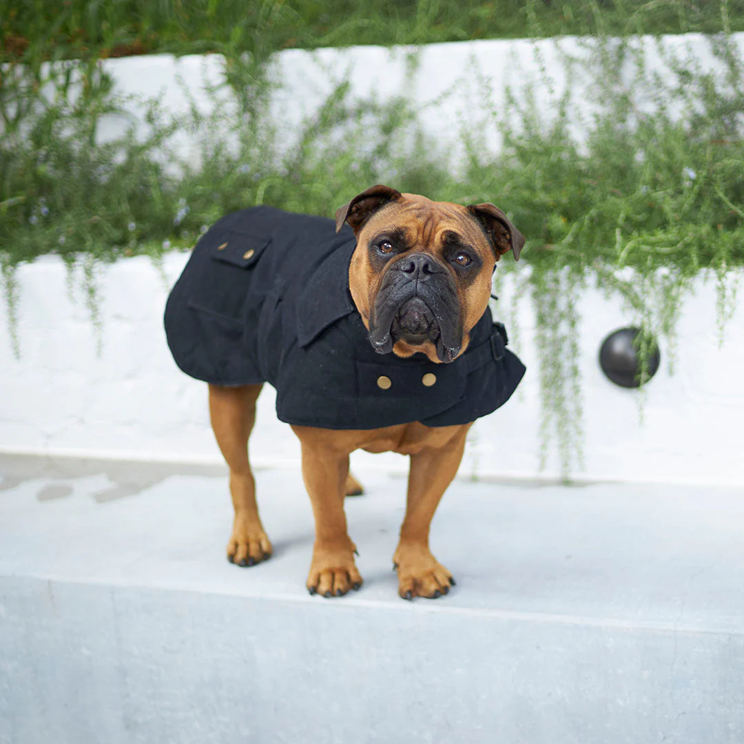 Kazoo Apparel Oilskin Dog Coat Black Medium 46.5cm - Image 4