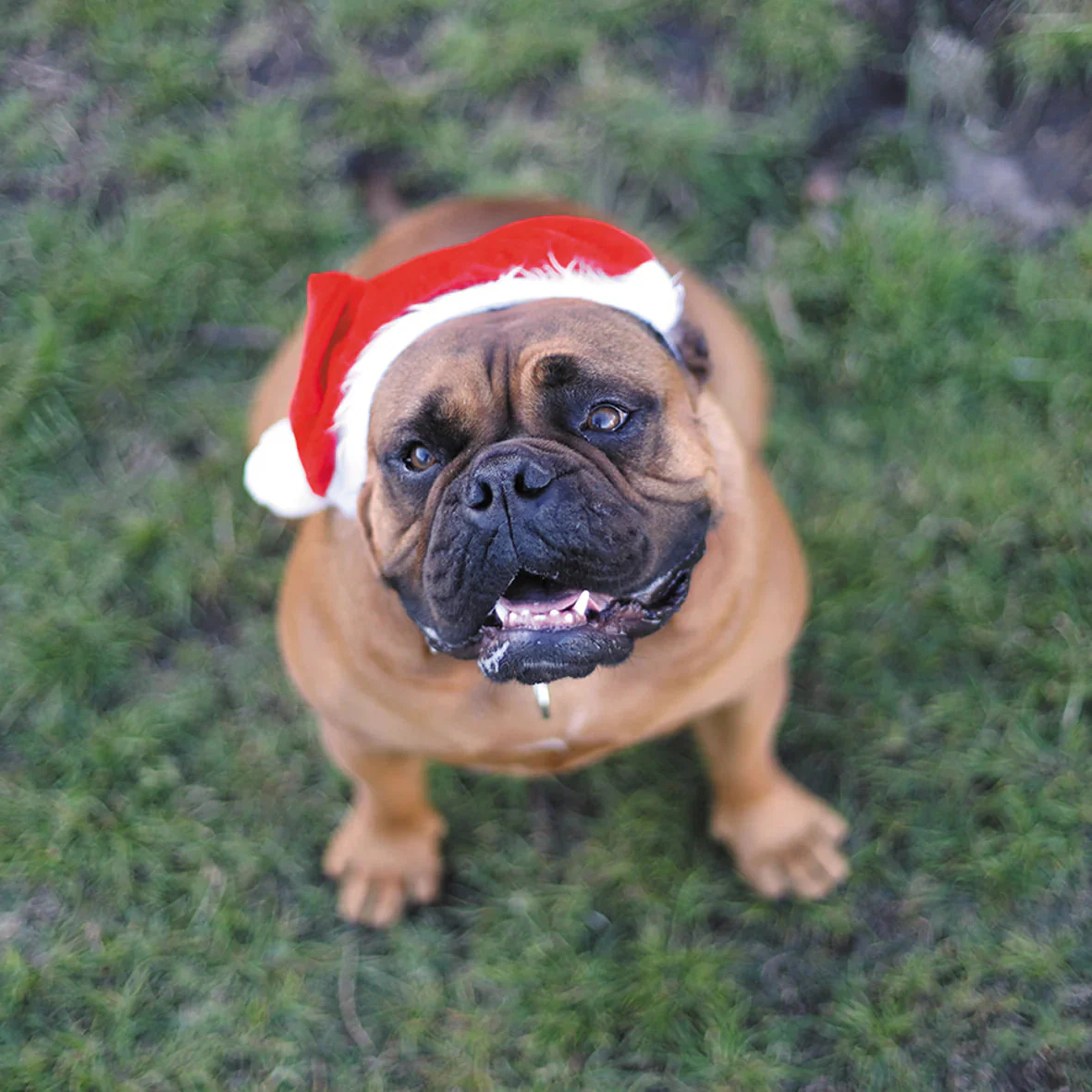 Kazoo Christmas Santa Paws Hat Large *** - Image 3