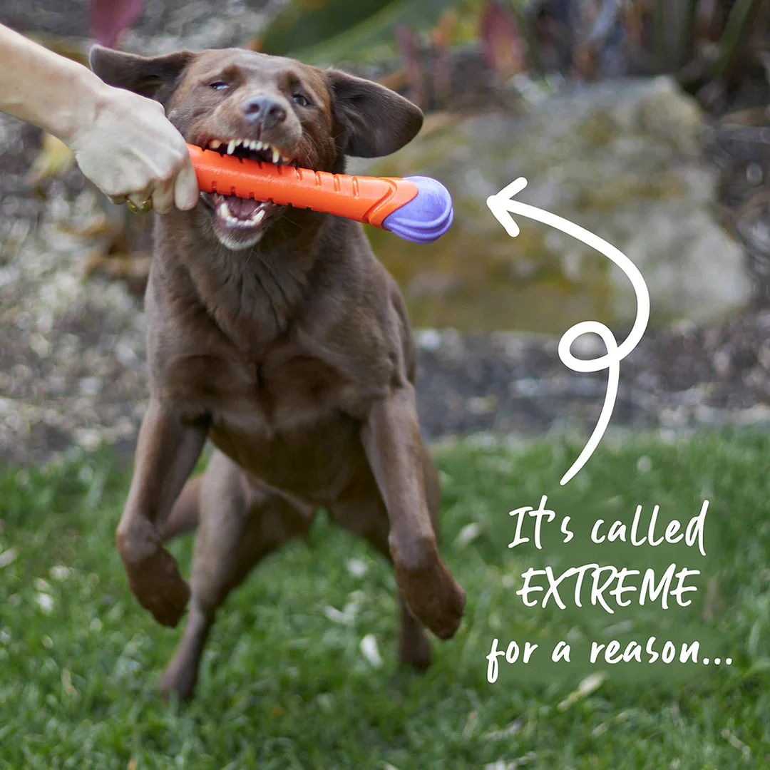 Kazoo Extreme Play Chew Stick Dog Toy Large - Image 3