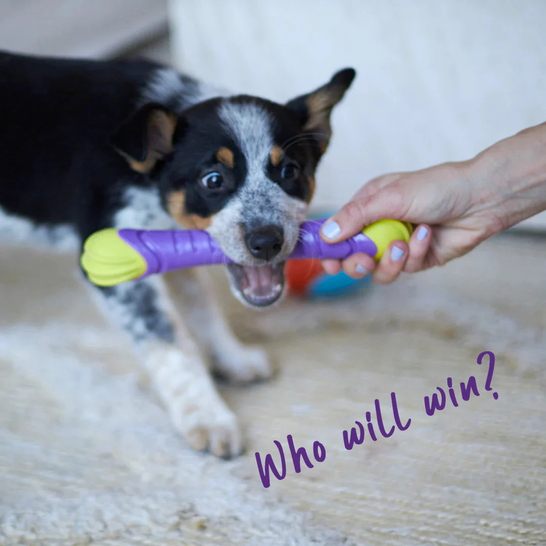 Kazoo Extreme Play Chew Stick Dog Toy Medium - Image 3