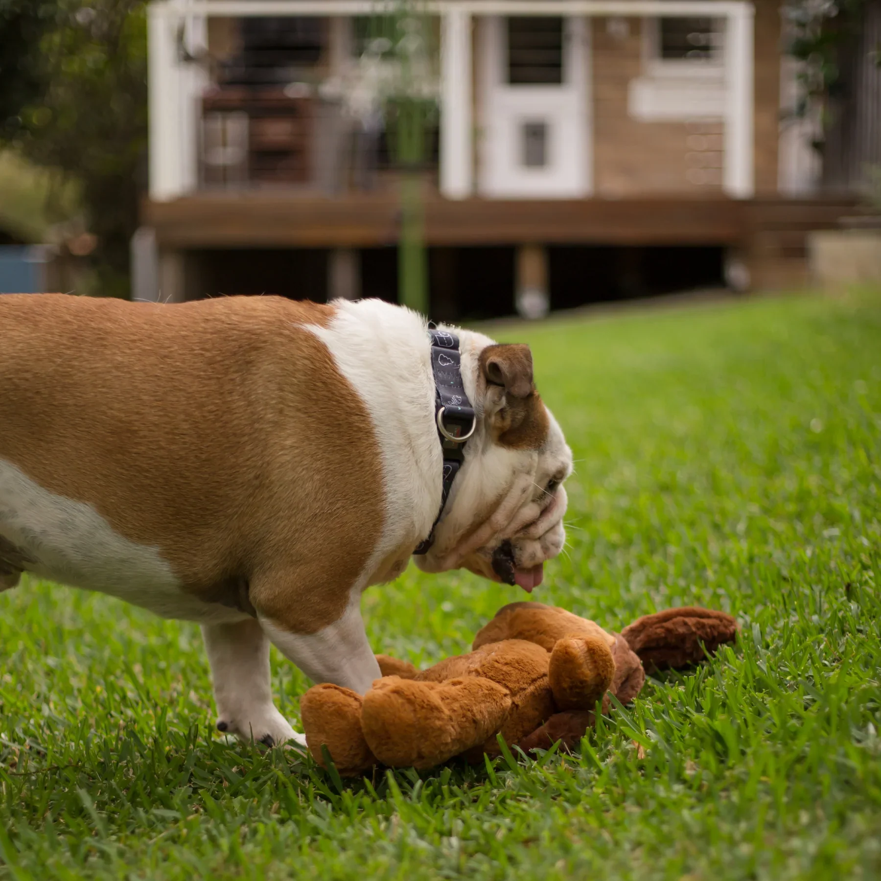 Kazoo Furries Long Ears Dog Medium Dog Toy - Image 3