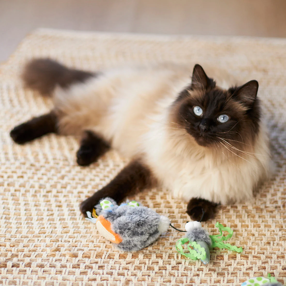 Kazoo Hungry Bunny Cat Toy - Image 3