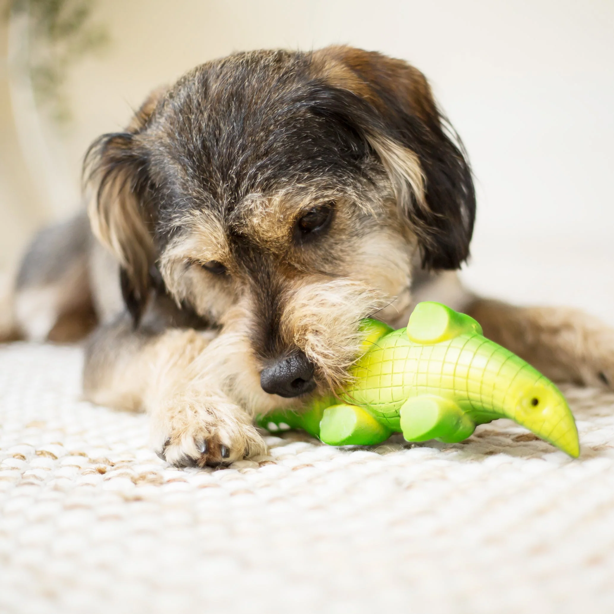 Kazoo Cool Crocodile Large Dog Toy - Image 5