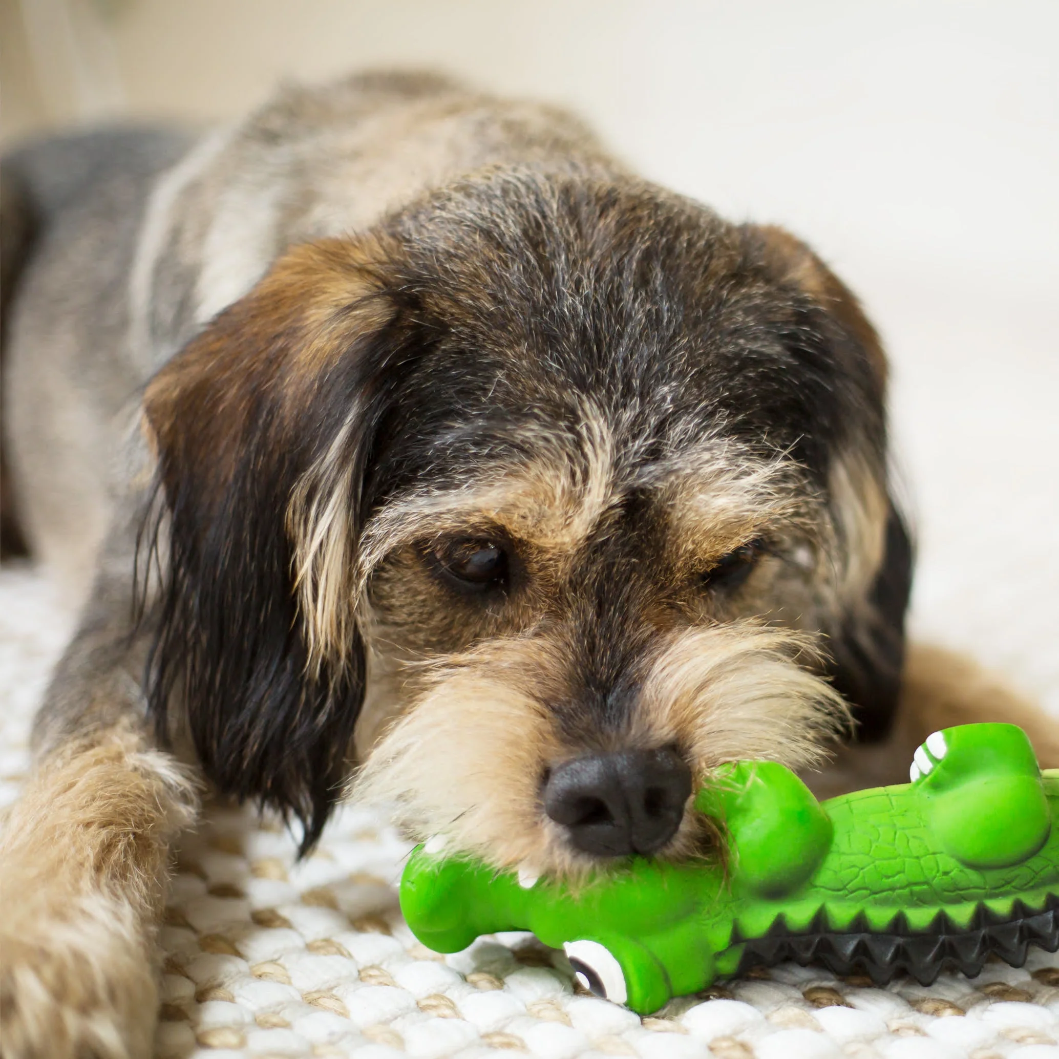 Kazoo Cool Crocodile Large Dog Toy - Image 6