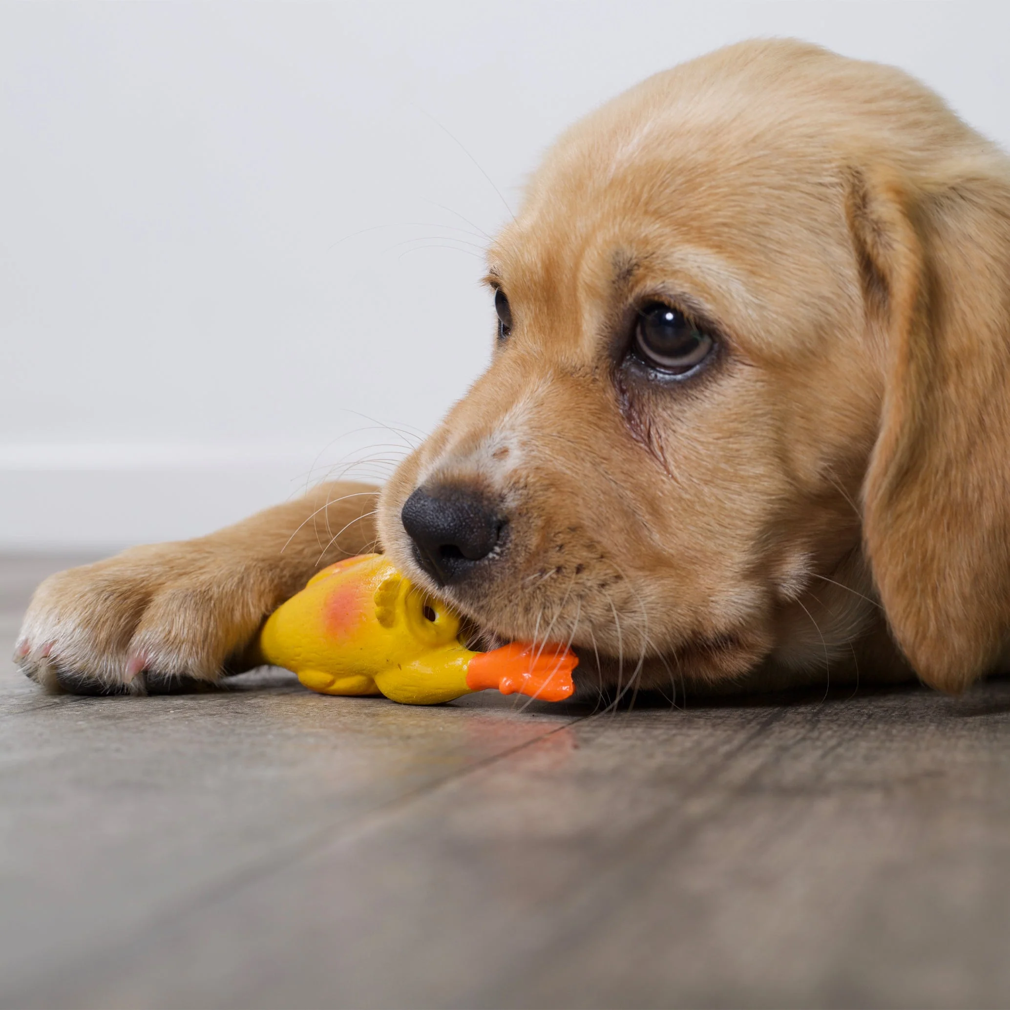 Kazoo Dozy Duck Large Dog Toy - Image 3