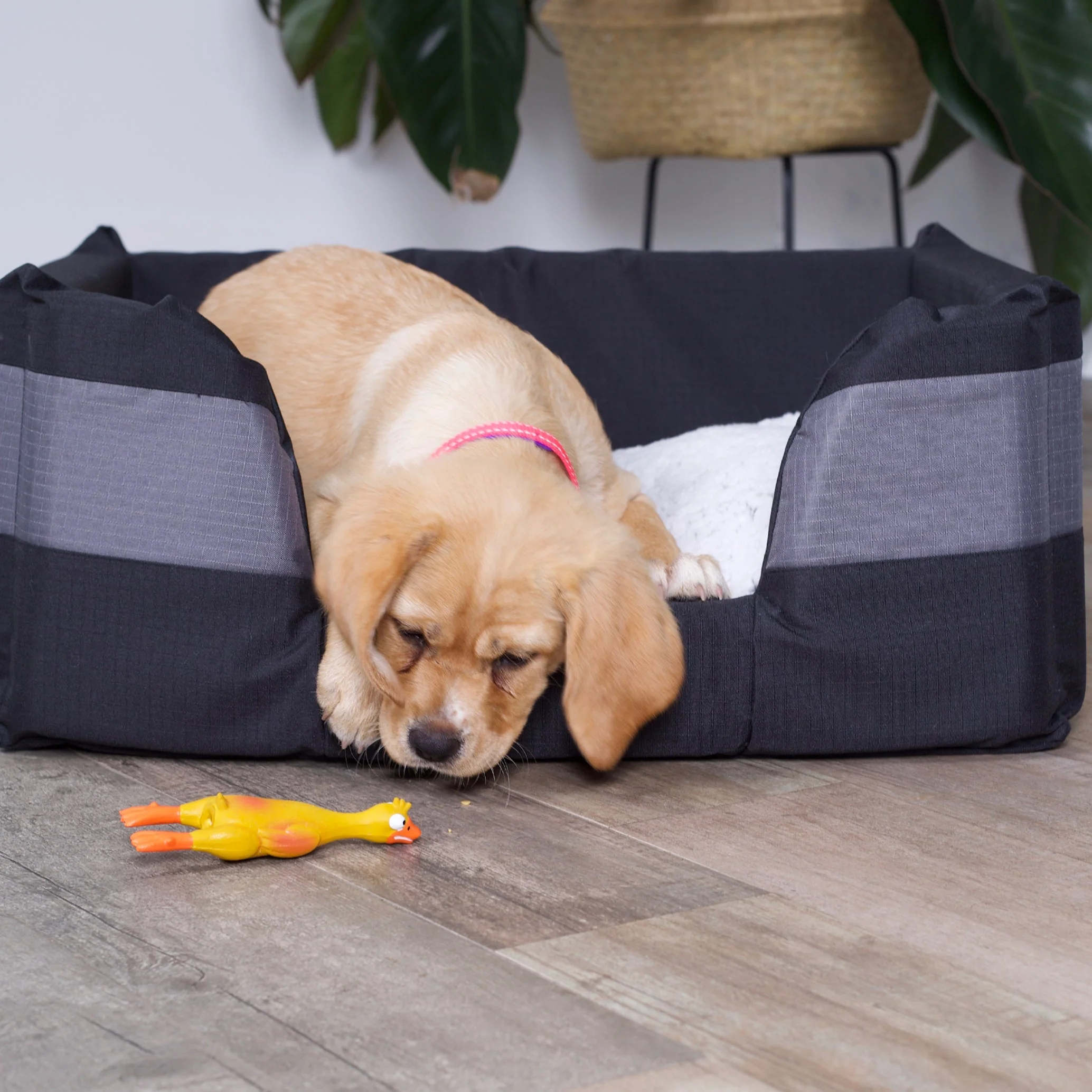 Kazoo Dozy Duck Medium Dog Toy - Image 3