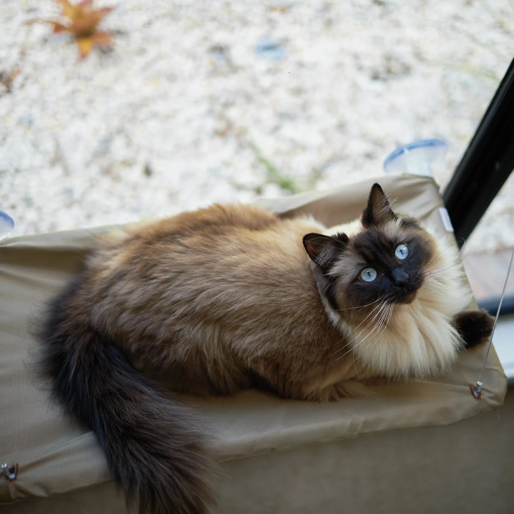 Kazoo Lookout Window Cat Bed - Image 4