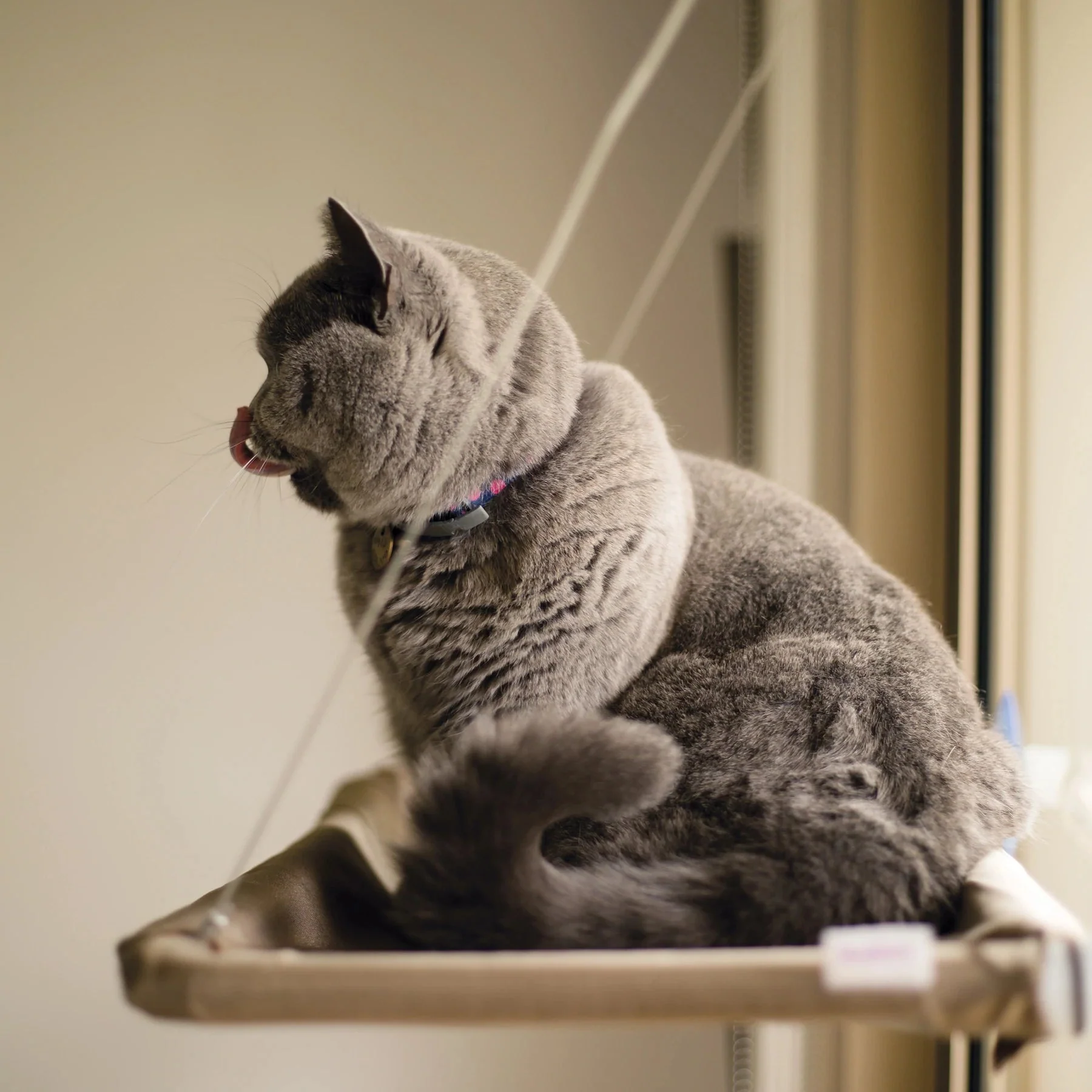 Kazoo Lookout Window Cat Bed - Image 7