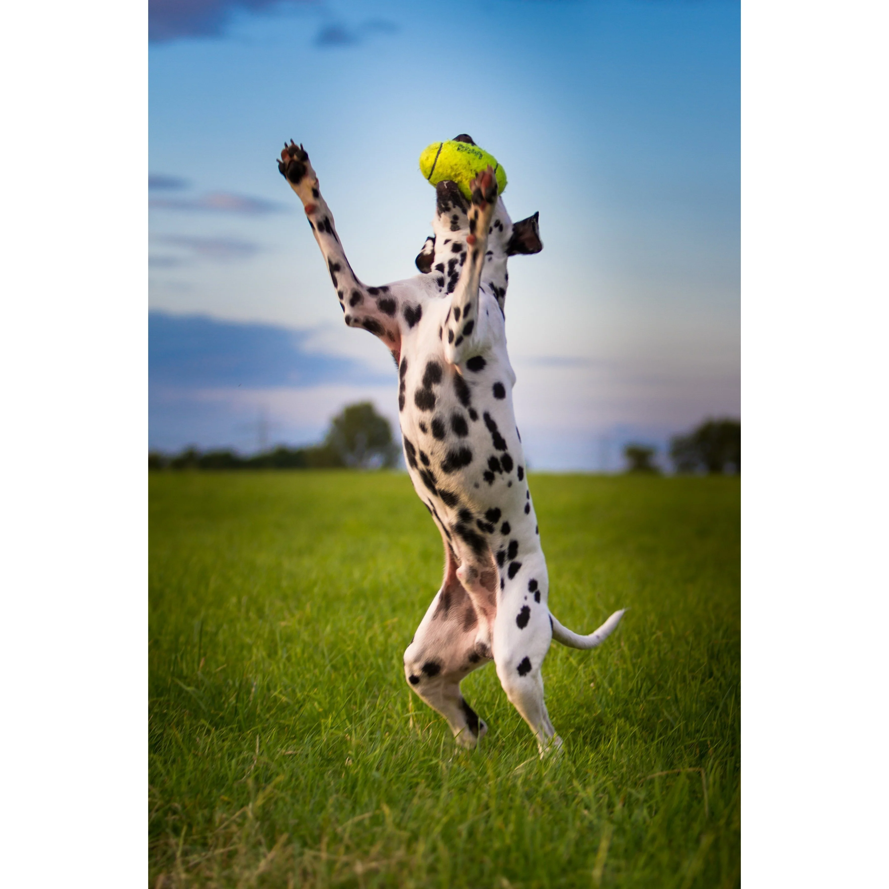KONG Airdog Squeaker Dumbbell Small Dog Toy - Image 3