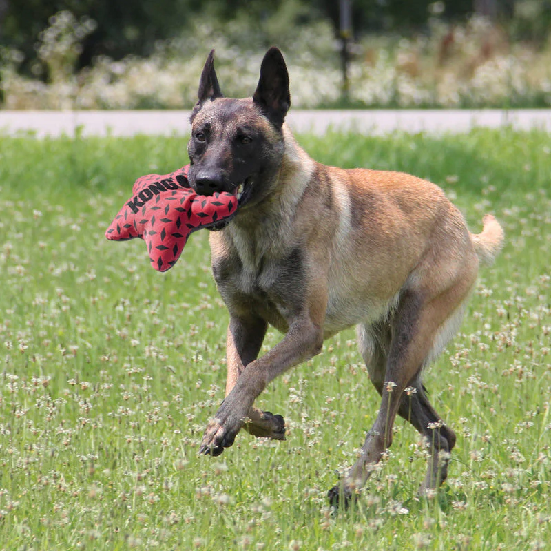 KONG Maxx Star Medium to Large Dog Toy - Image 3