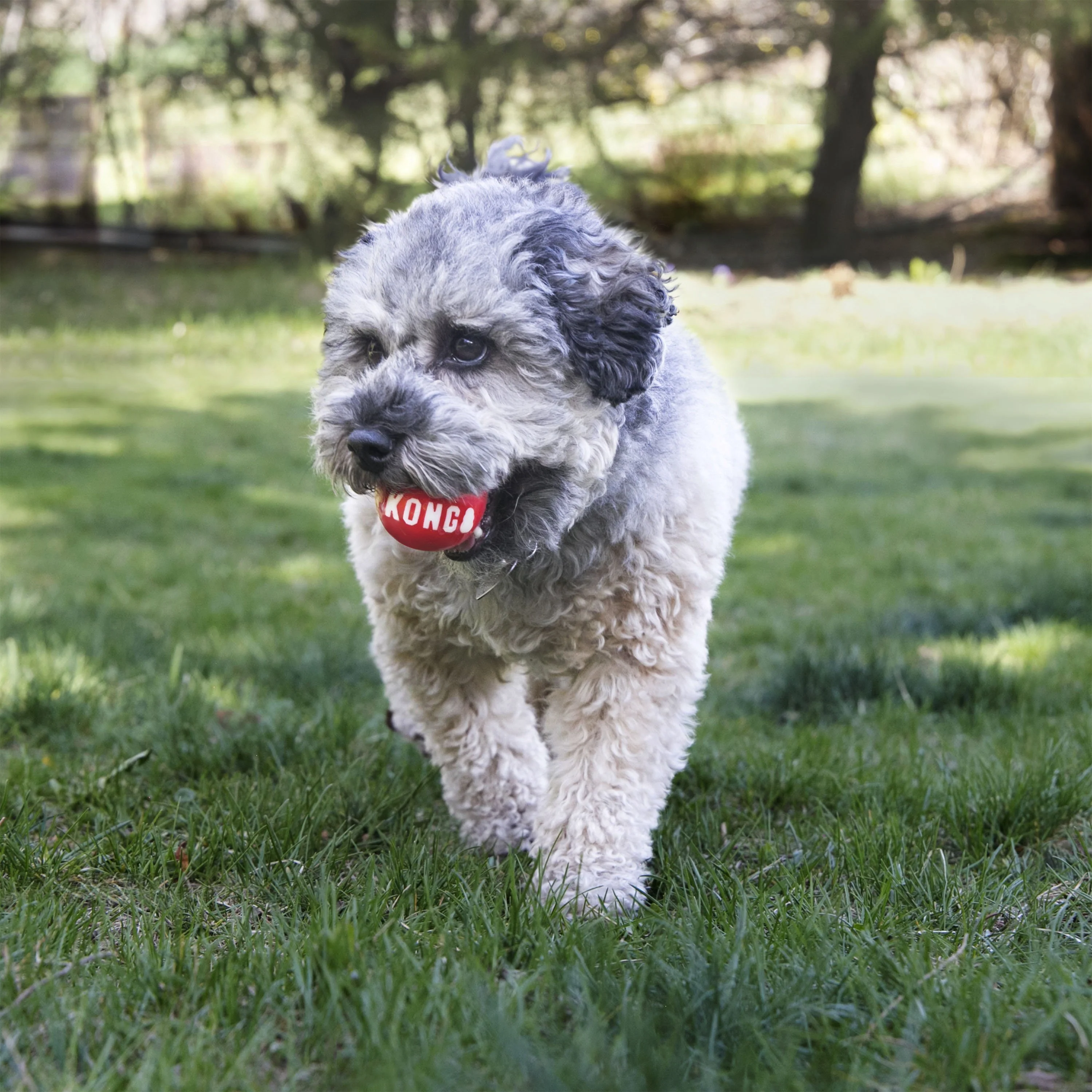 KONG Signature Balls 2 Pack Large Dog Toy - Image 3