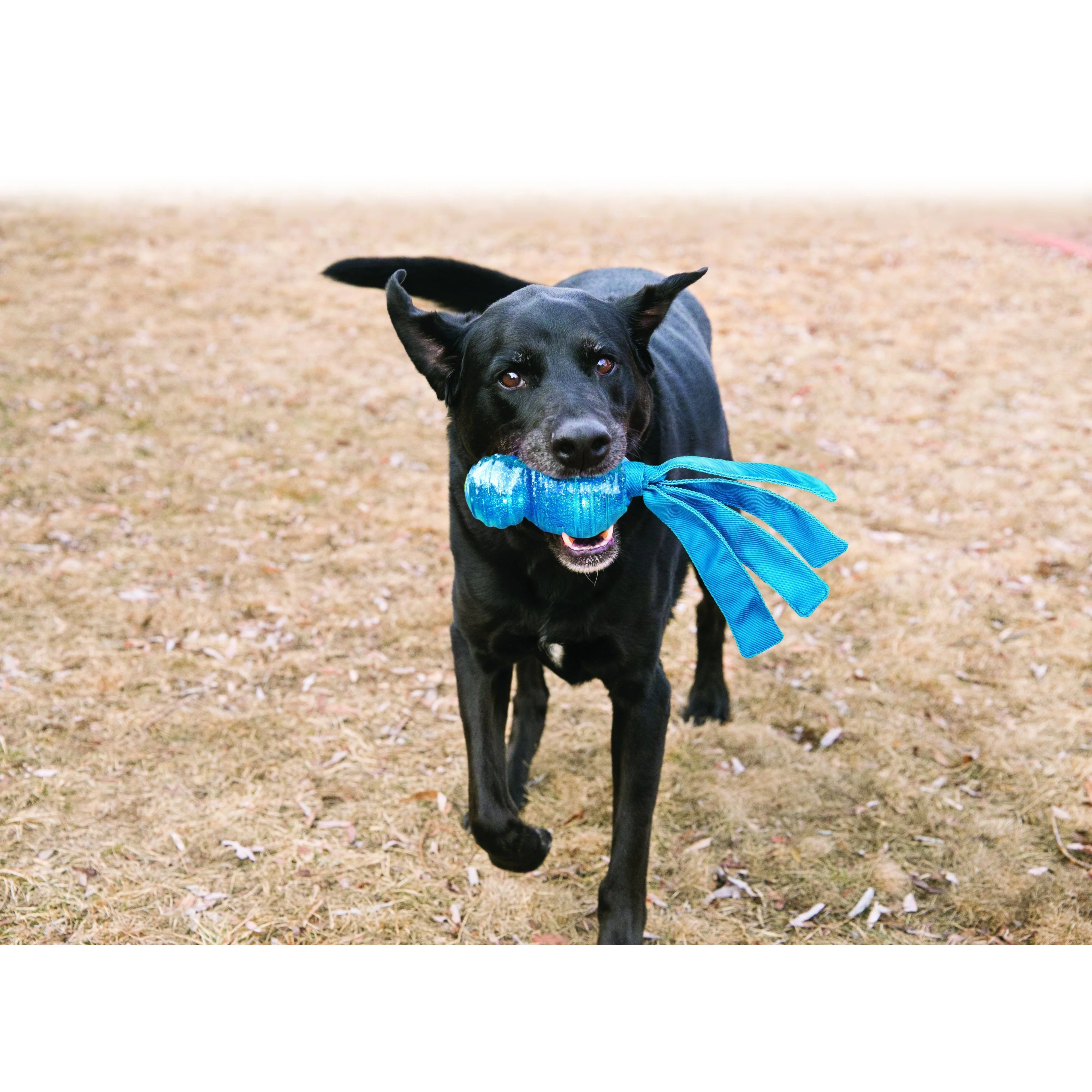 KONG Wubba Comet Large Dog Toy - Image 2
