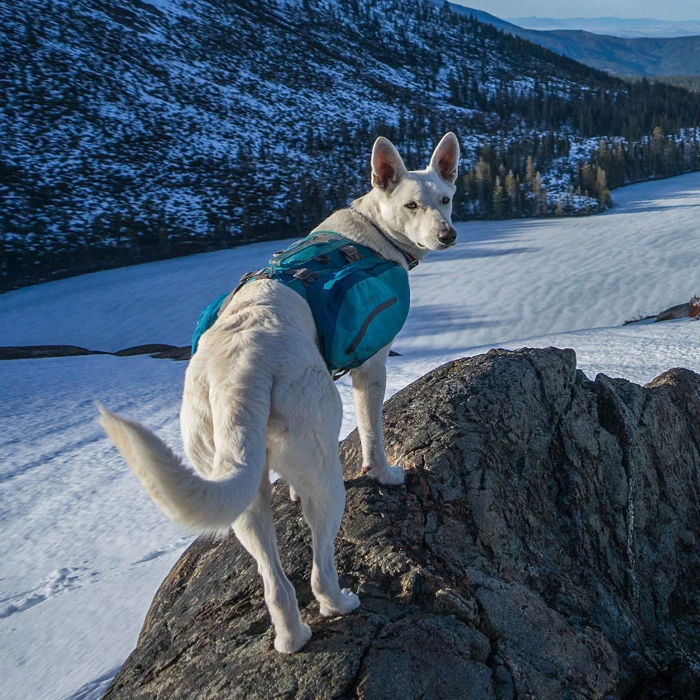Kurgo Baxter Dog Pack - Image 12