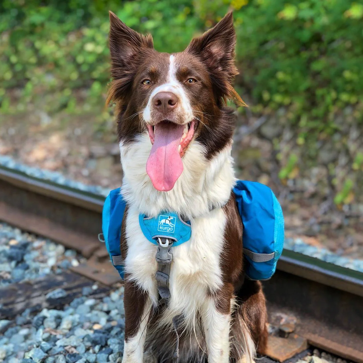 Kurgo Big Baxter Dog Pack - Image 10