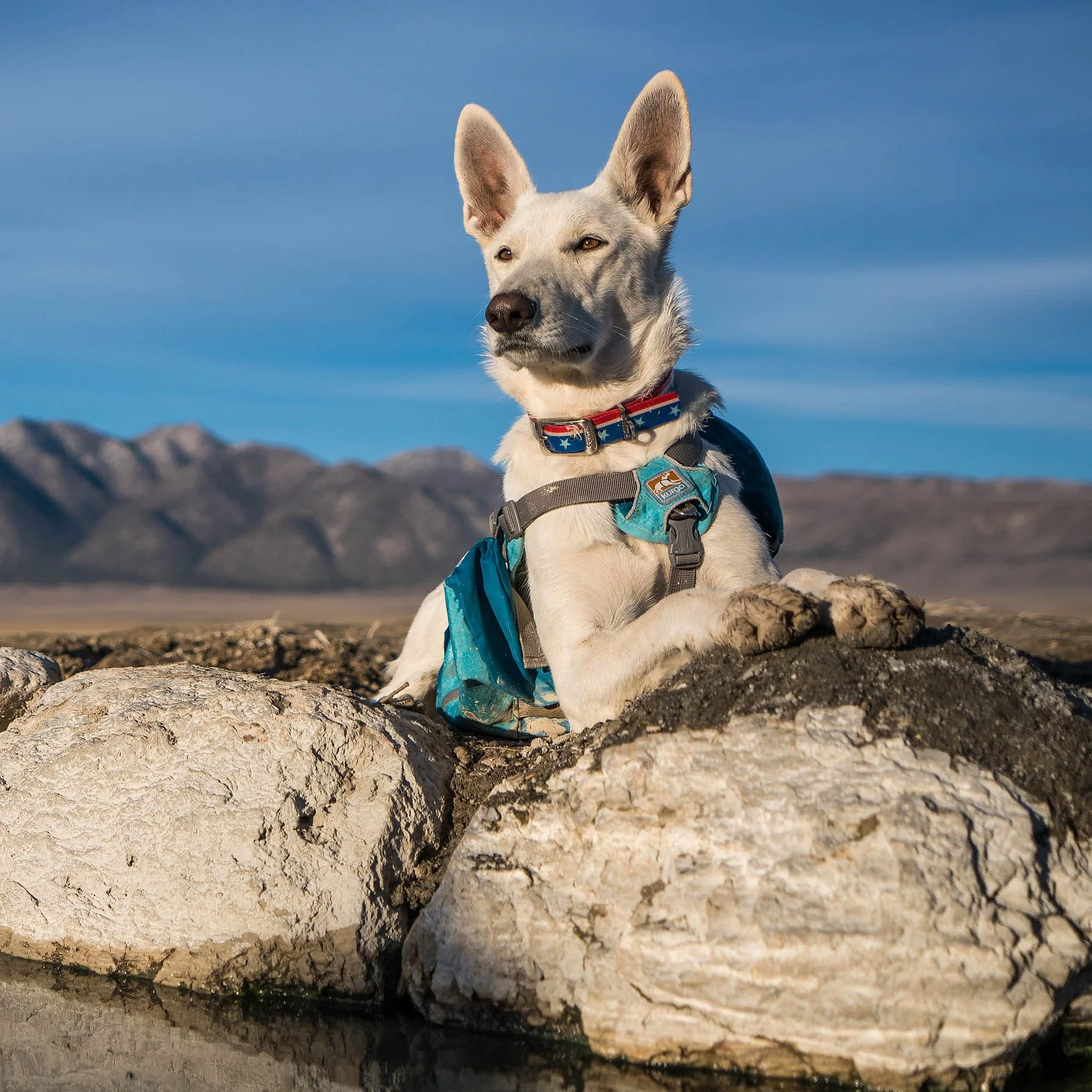 Kurgo Big Baxter Dog Pack - Image 13