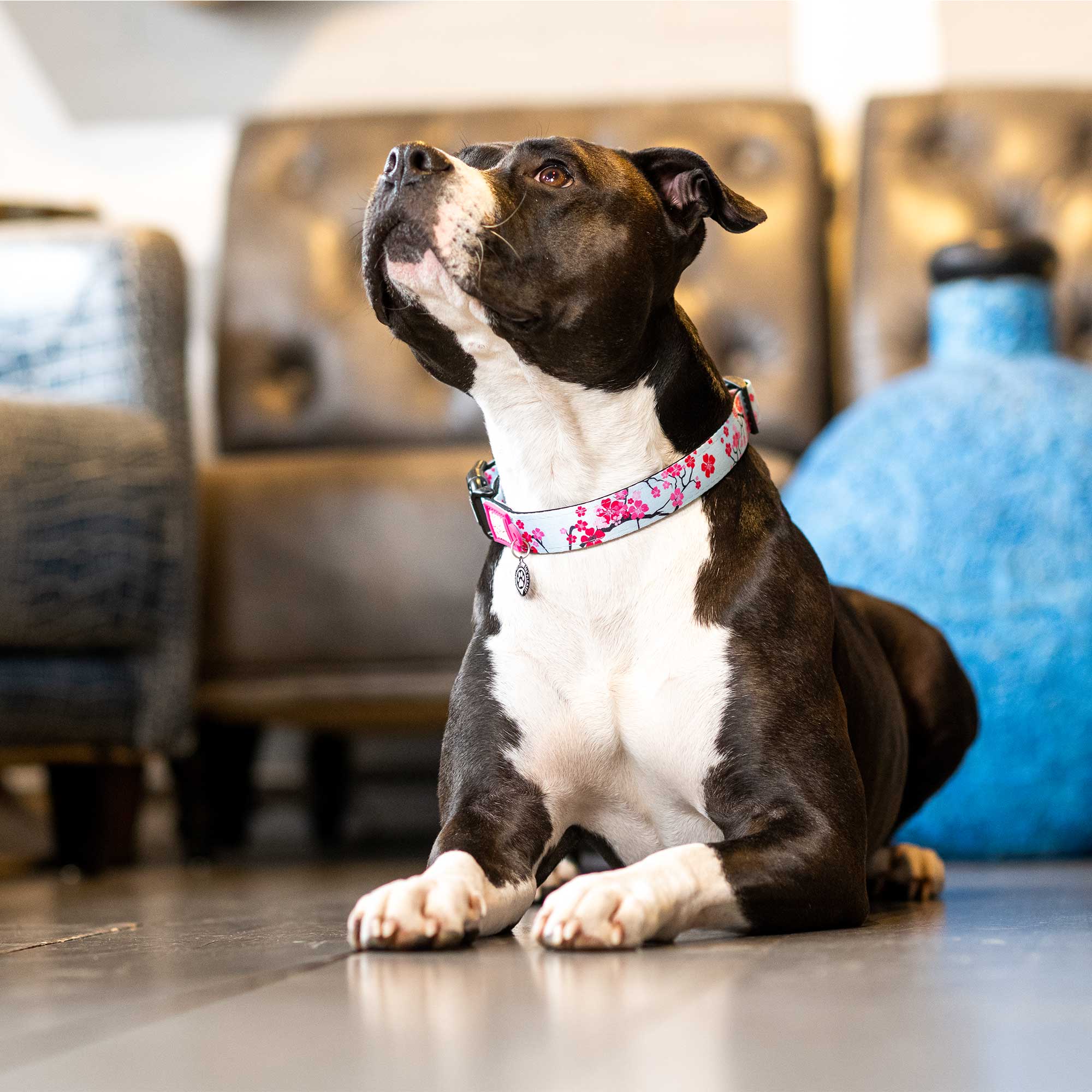 Max & Molly Cherry Bloom Smart ID Dog Collar Small - Image 4