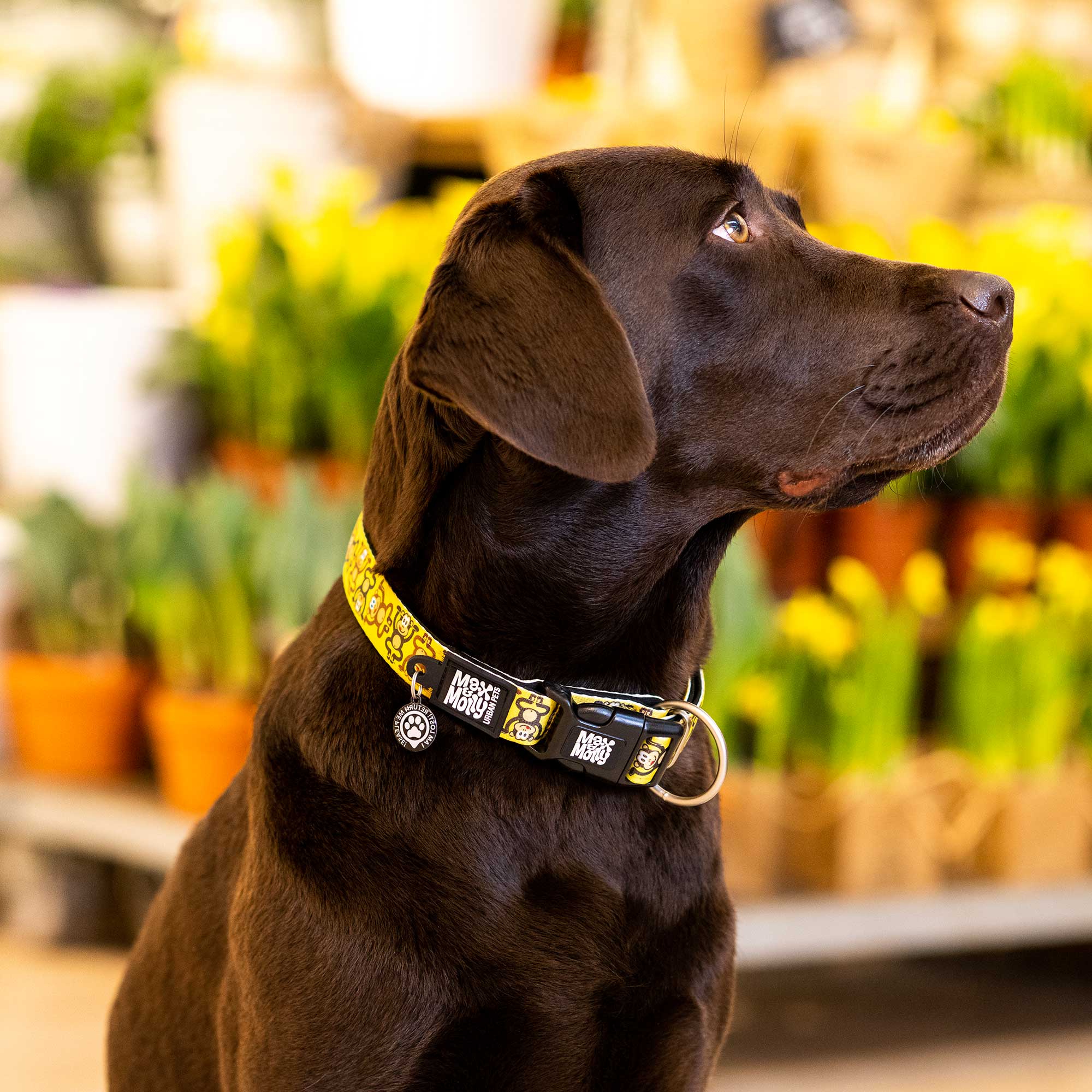Max & Molly Monkey Maniac Smart ID Dog Collar Extra Small - Image 3