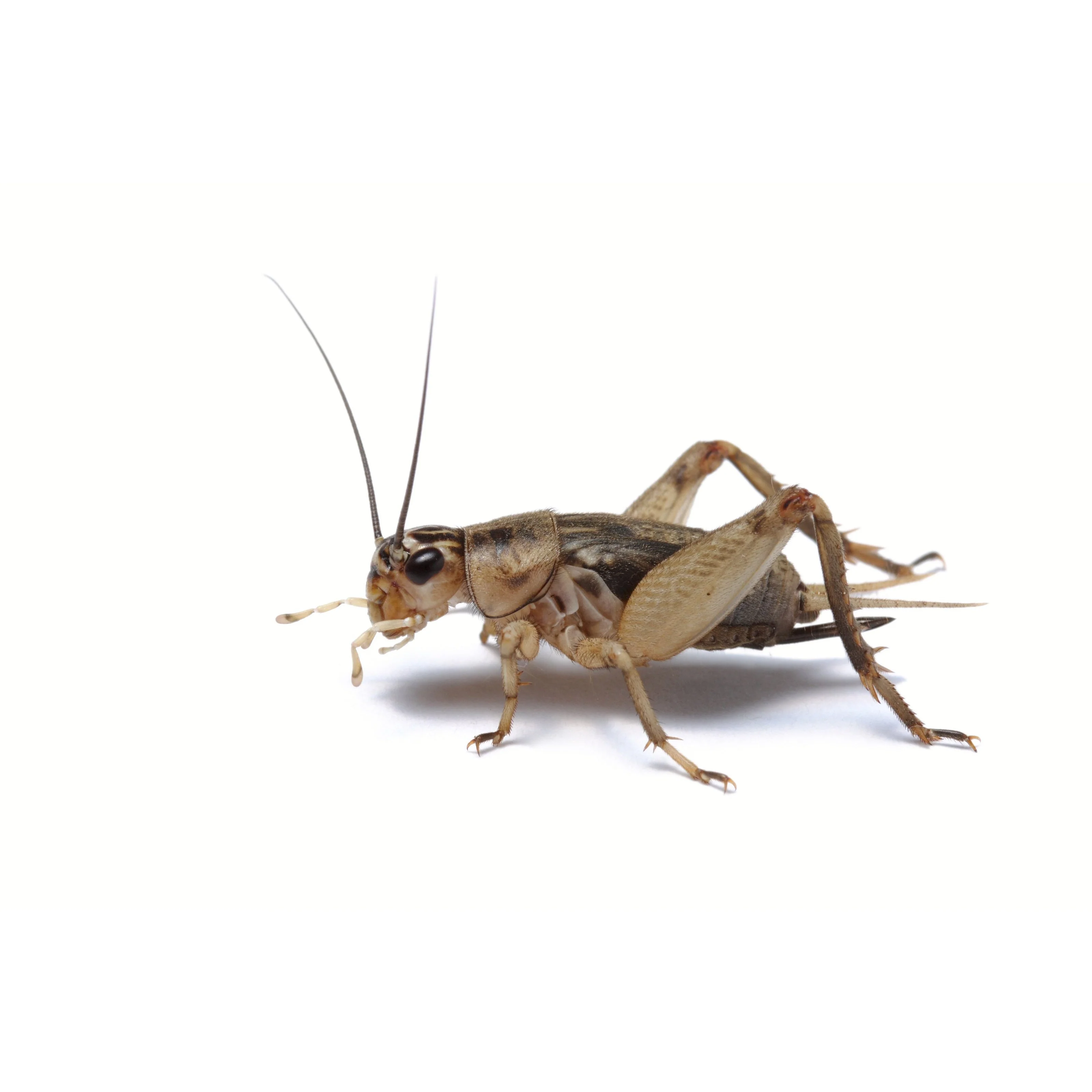 Minibeasts Bucket of Bugs Medium Live Crickets - Image 2