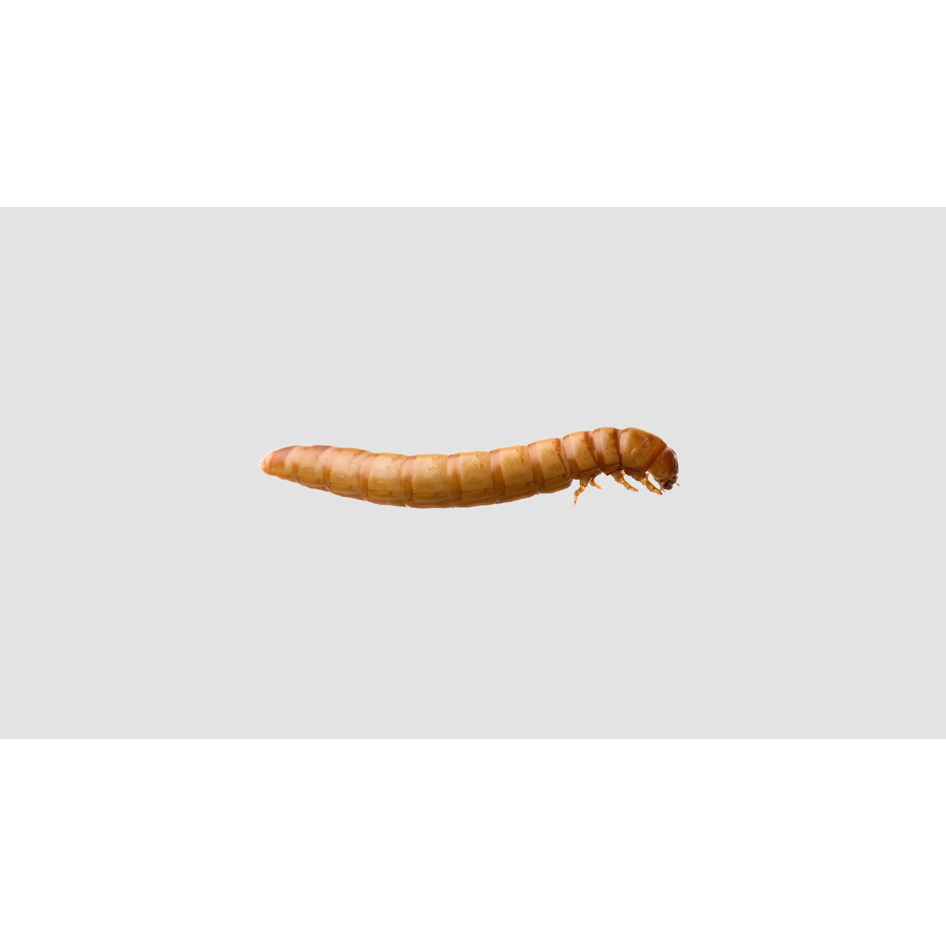 Minibeasts Mealworms 50g - Image 2