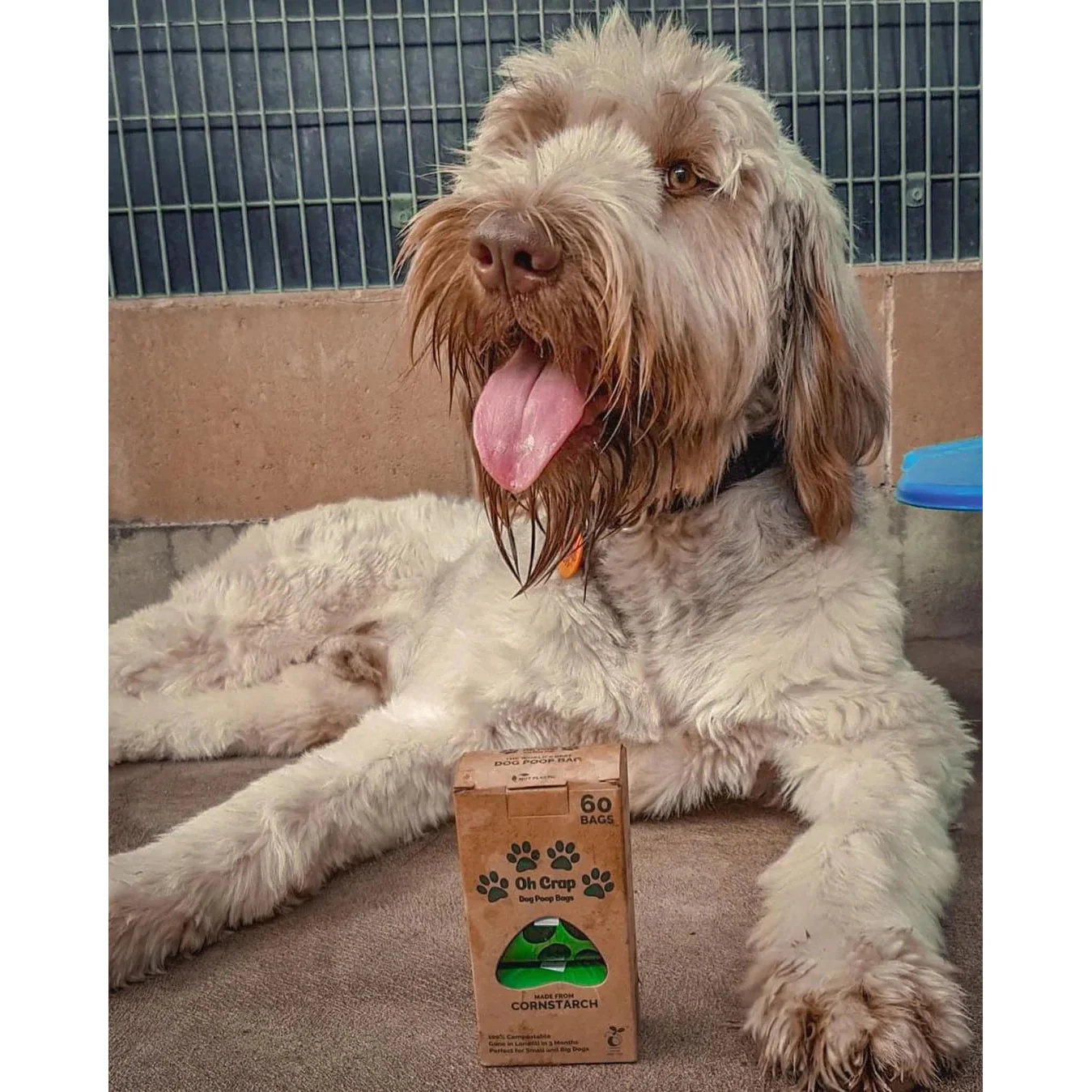 Oh Crap Compostable Dog Poop Bags 60 Pack - Image 5