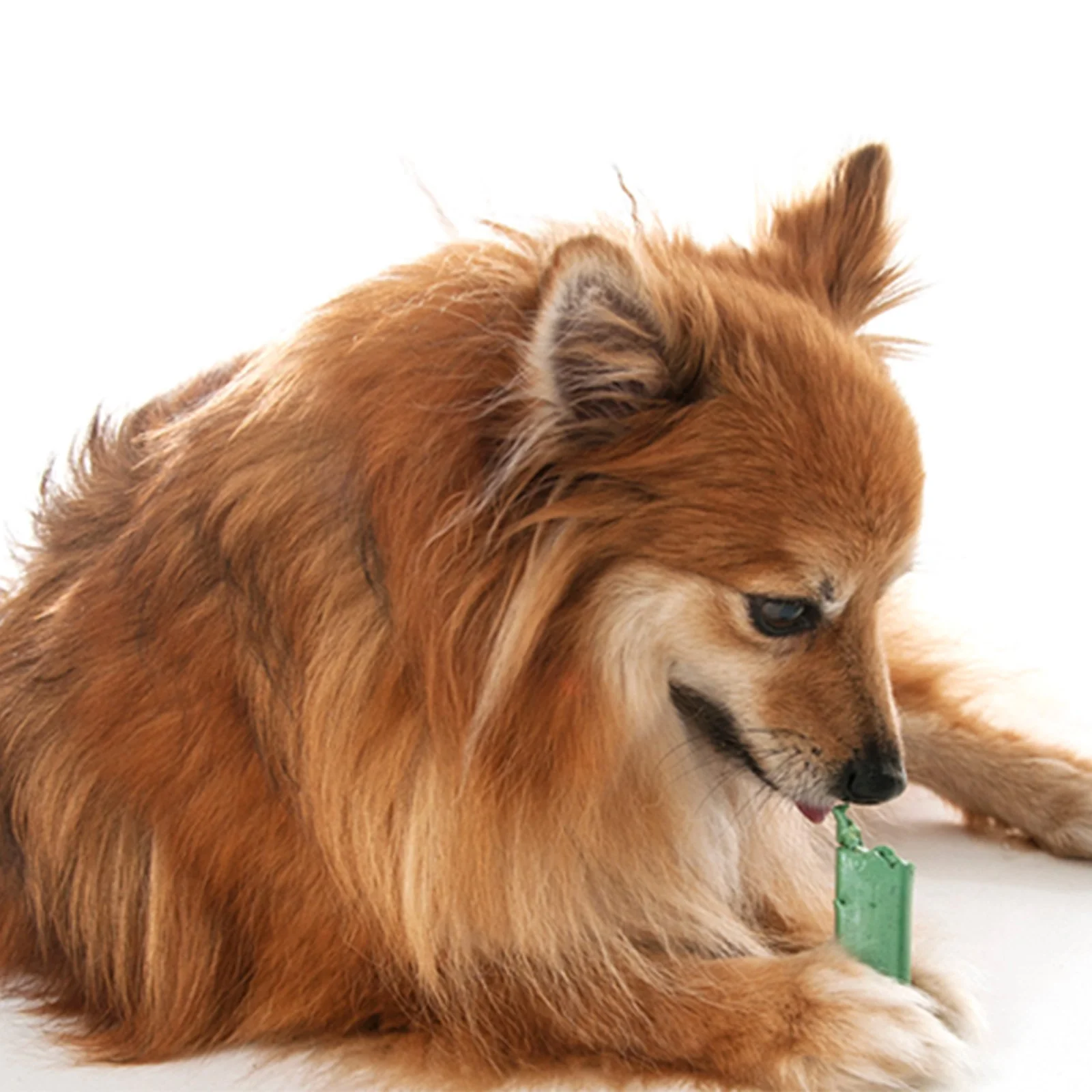 OraVet Dental Hygiene Chews for Very Small Dogs 28 Pack - Image 4